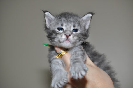 A small kitten is held up by someone 's hand.