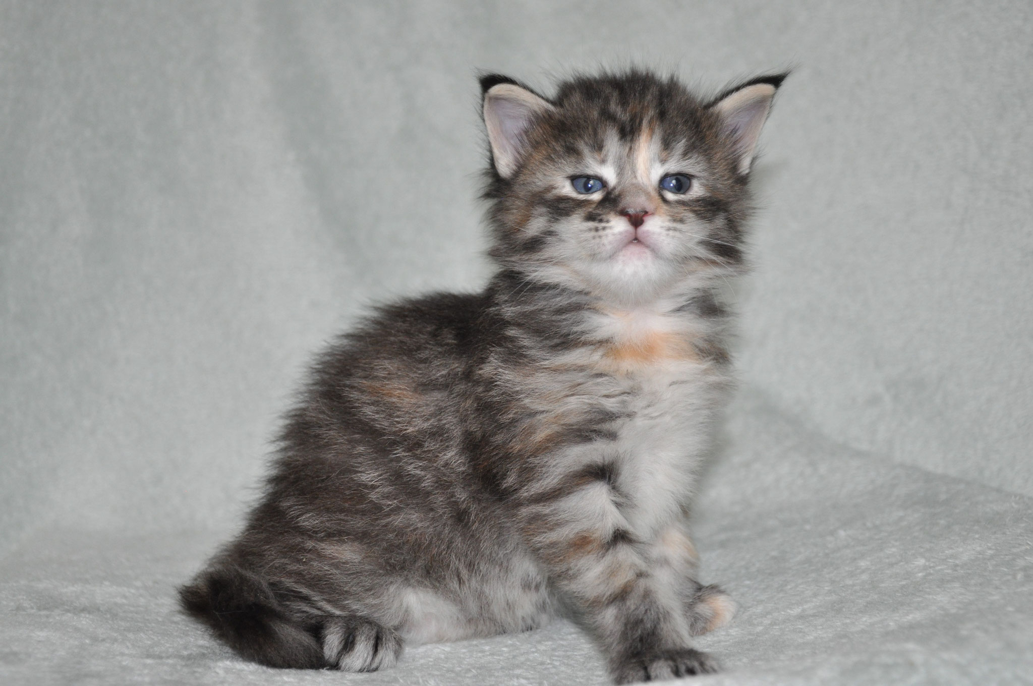A kitten sitting on top of a blanket.