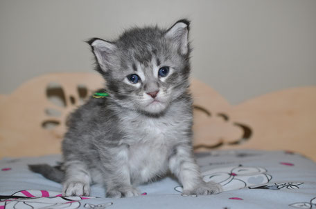 A gray kitten sitting on top of a bed.