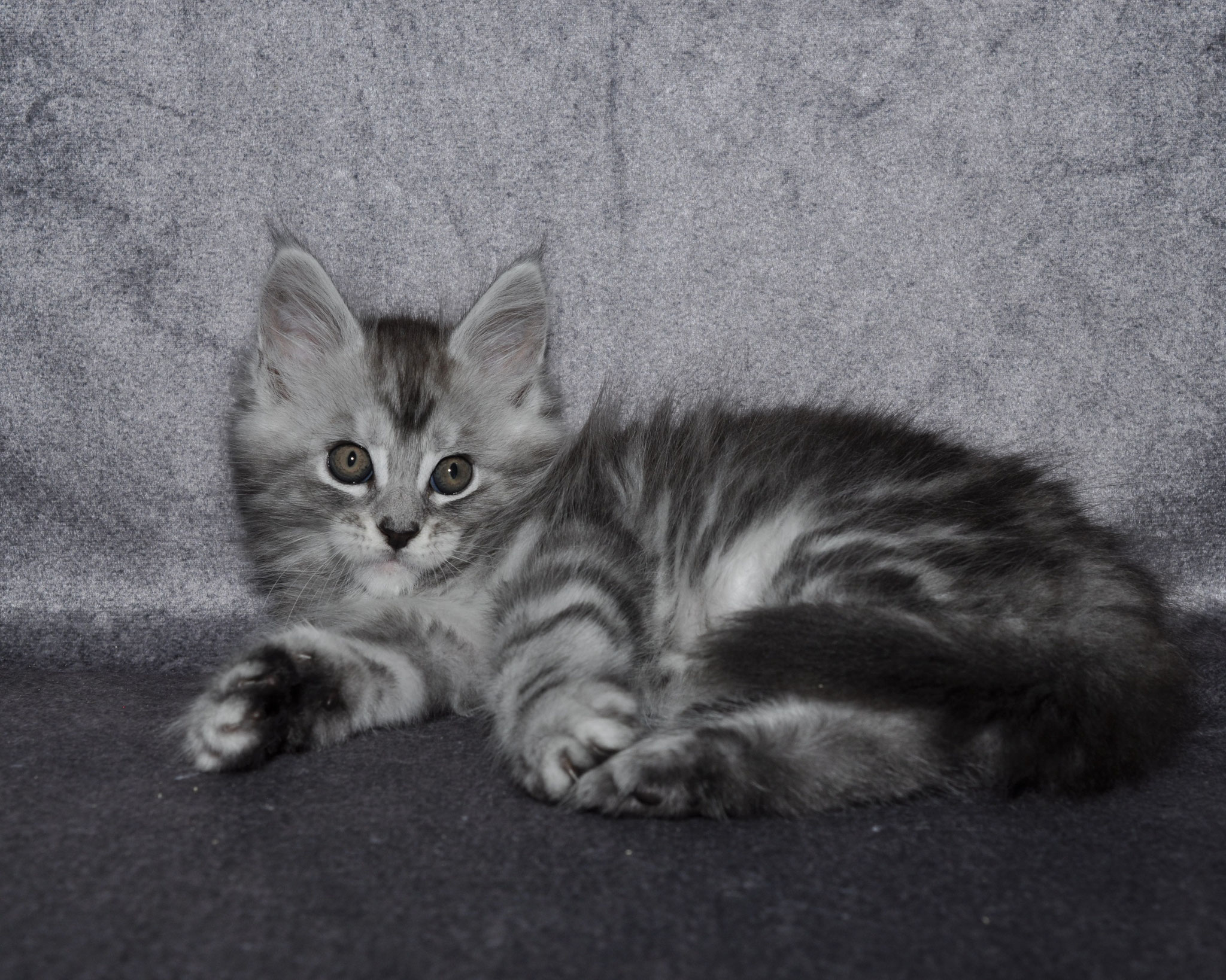 A cat that is laying down on the ground.