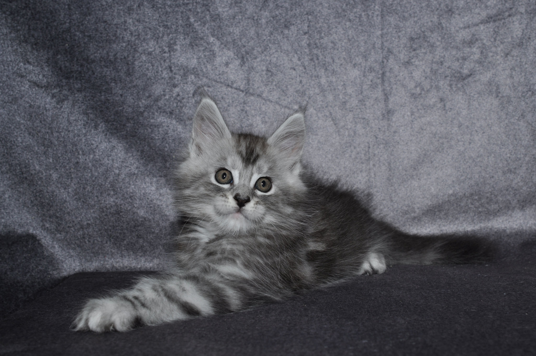 A cat is laying on the ground in front of a wall.