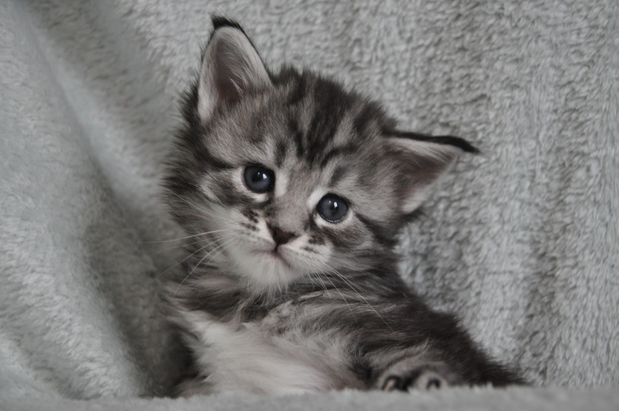 A kitten is sitting on the blanket looking at something.