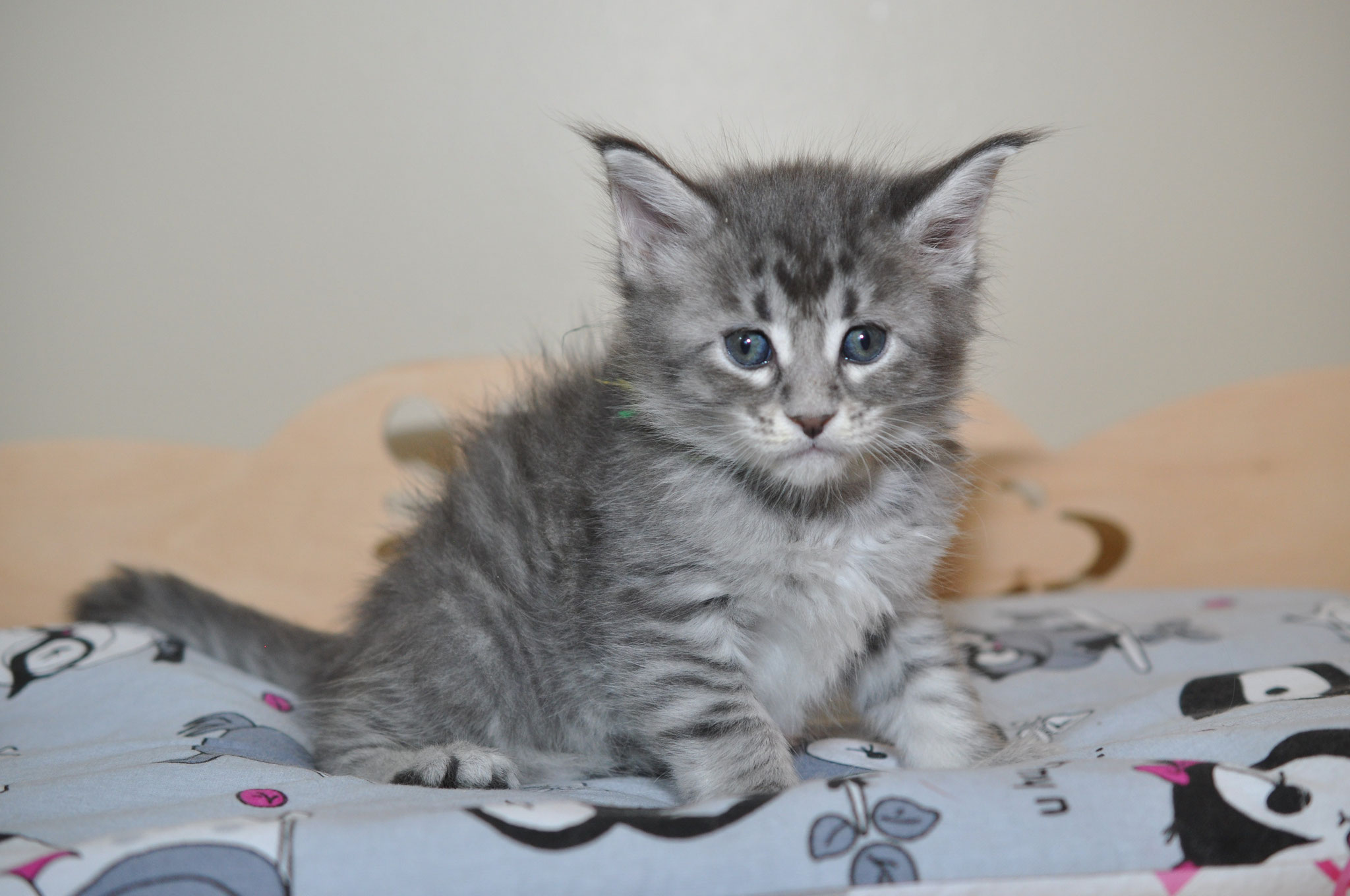 A cat sitting on top of a blanket.