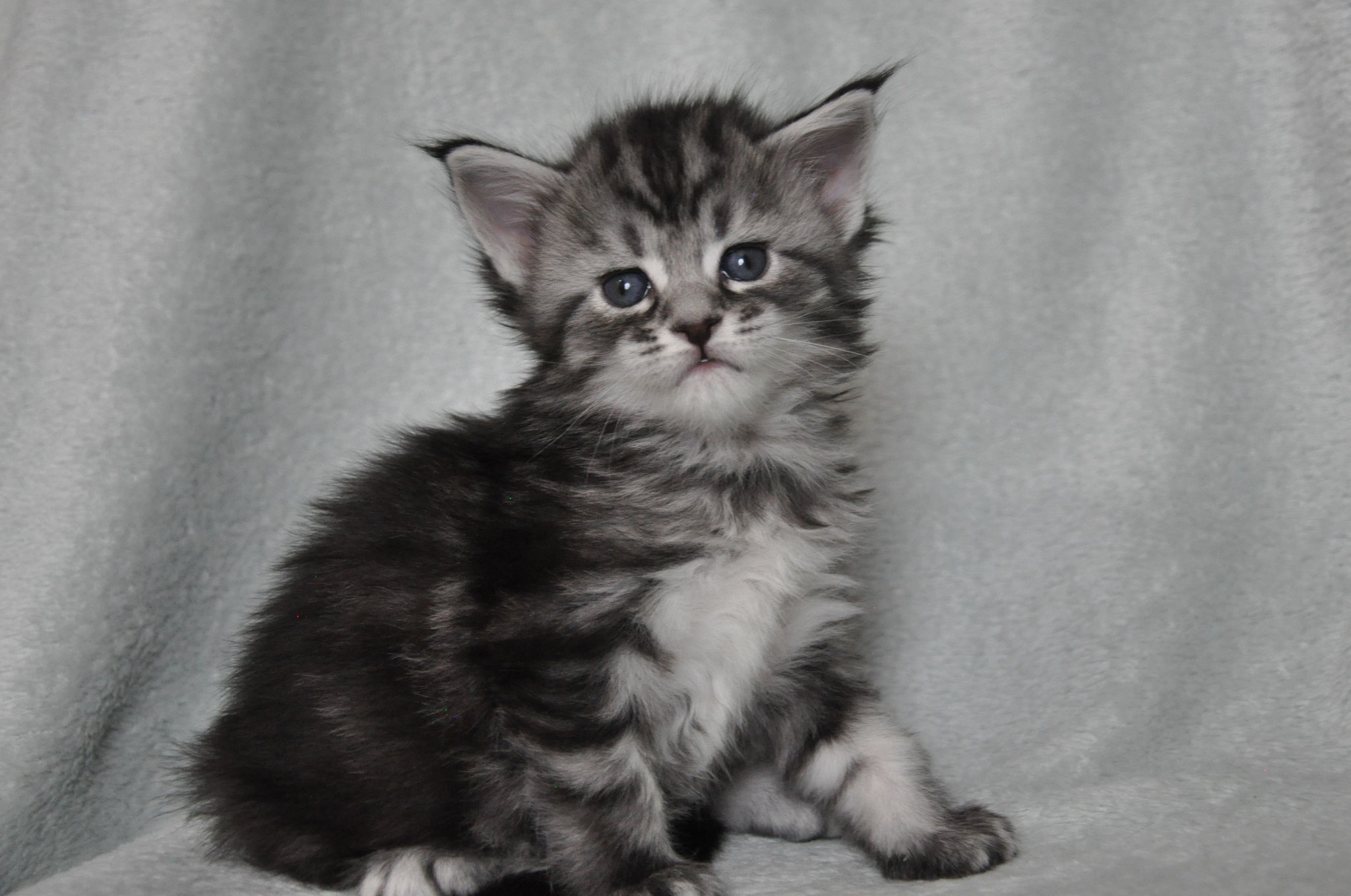 A kitten sitting on top of a blanket.