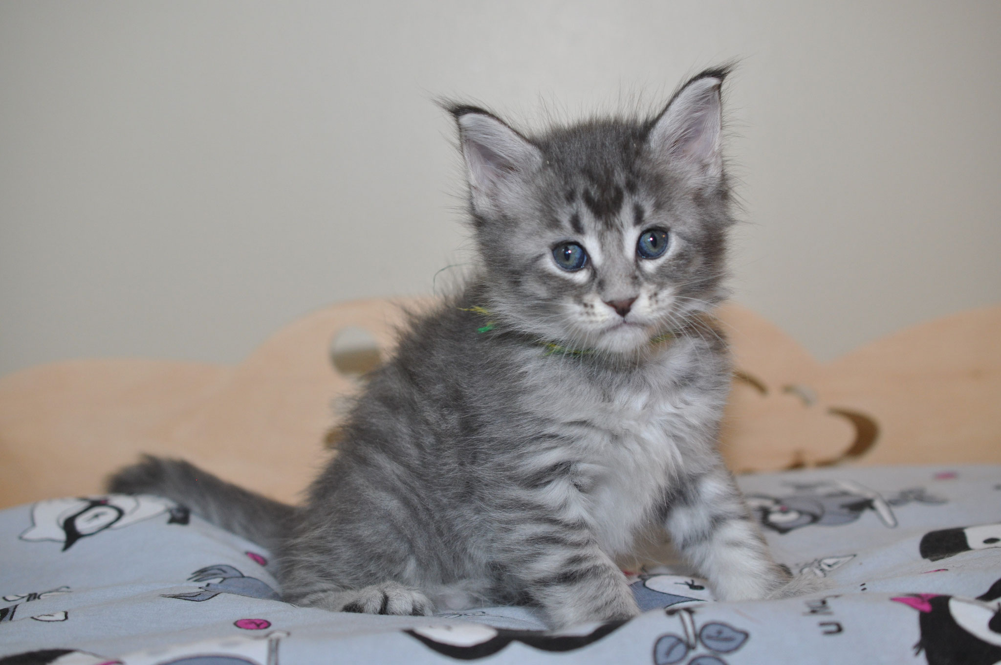 A gray kitten sitting on top of a bed.