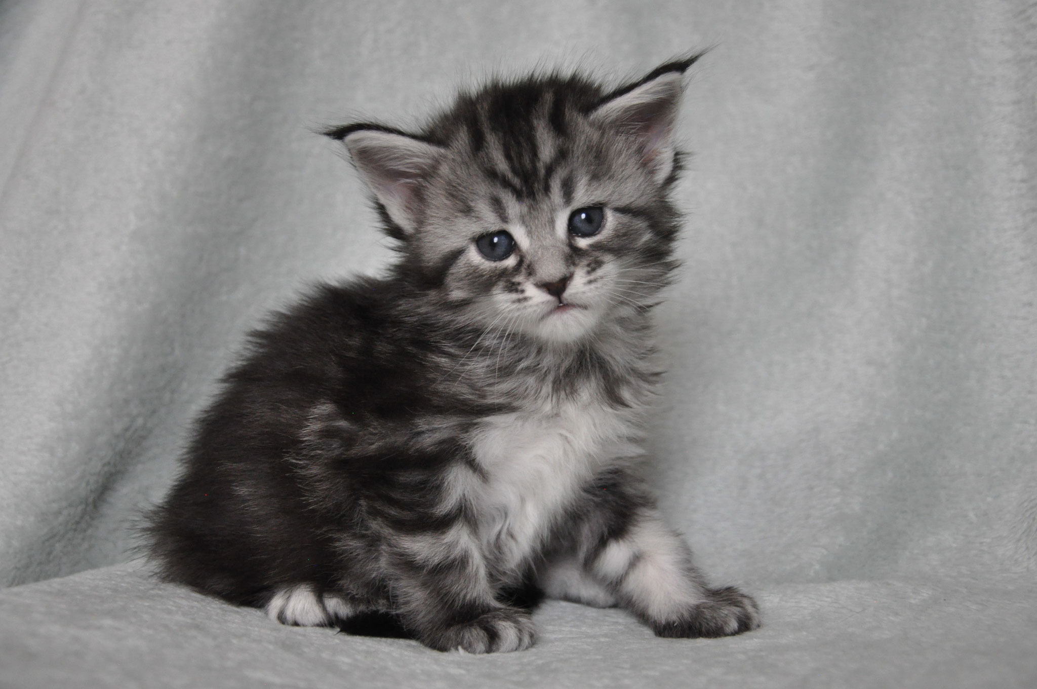 A kitten sitting on top of a blanket.