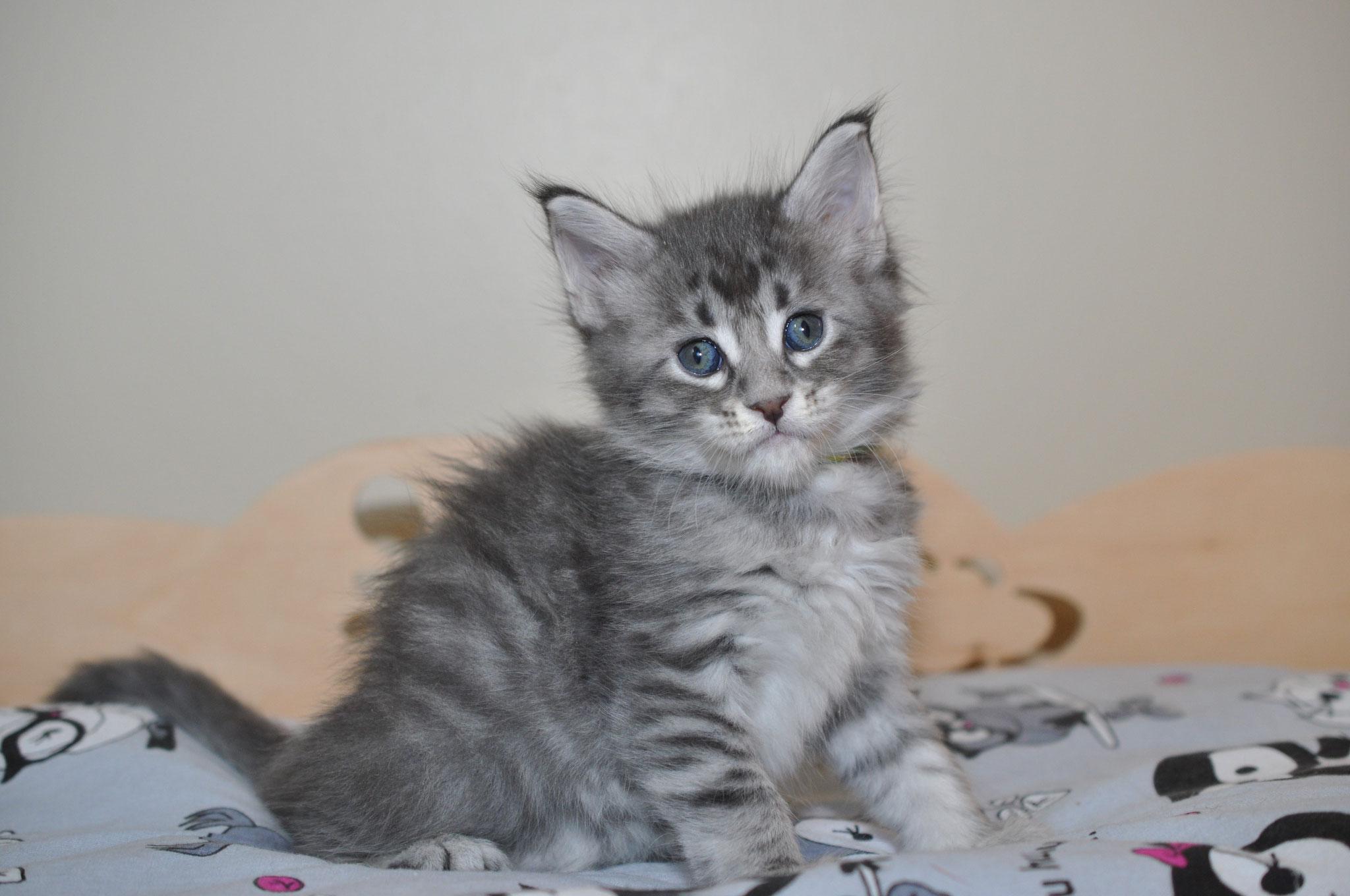 A cat sitting on top of a bed next to sheets.