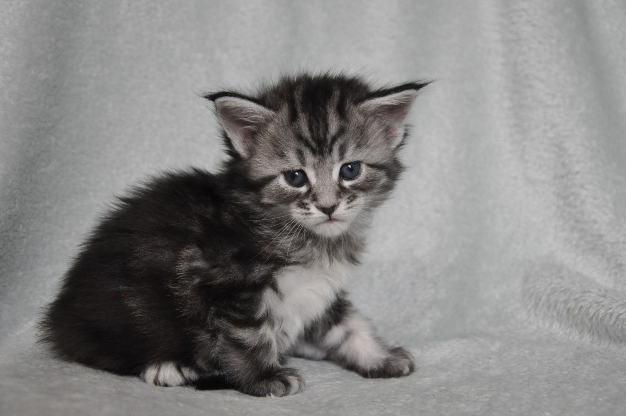 A kitten sitting on top of a blanket.
