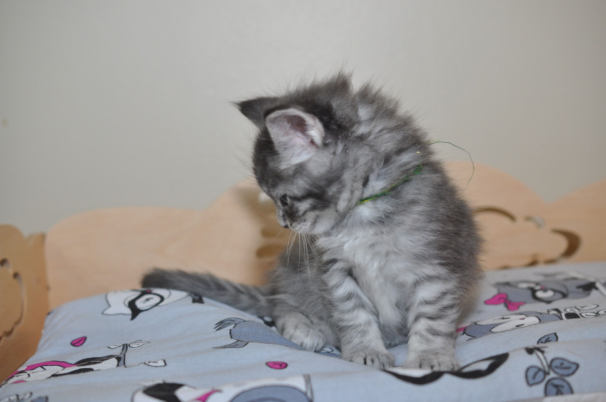 A kitten is sitting on top of the bed.