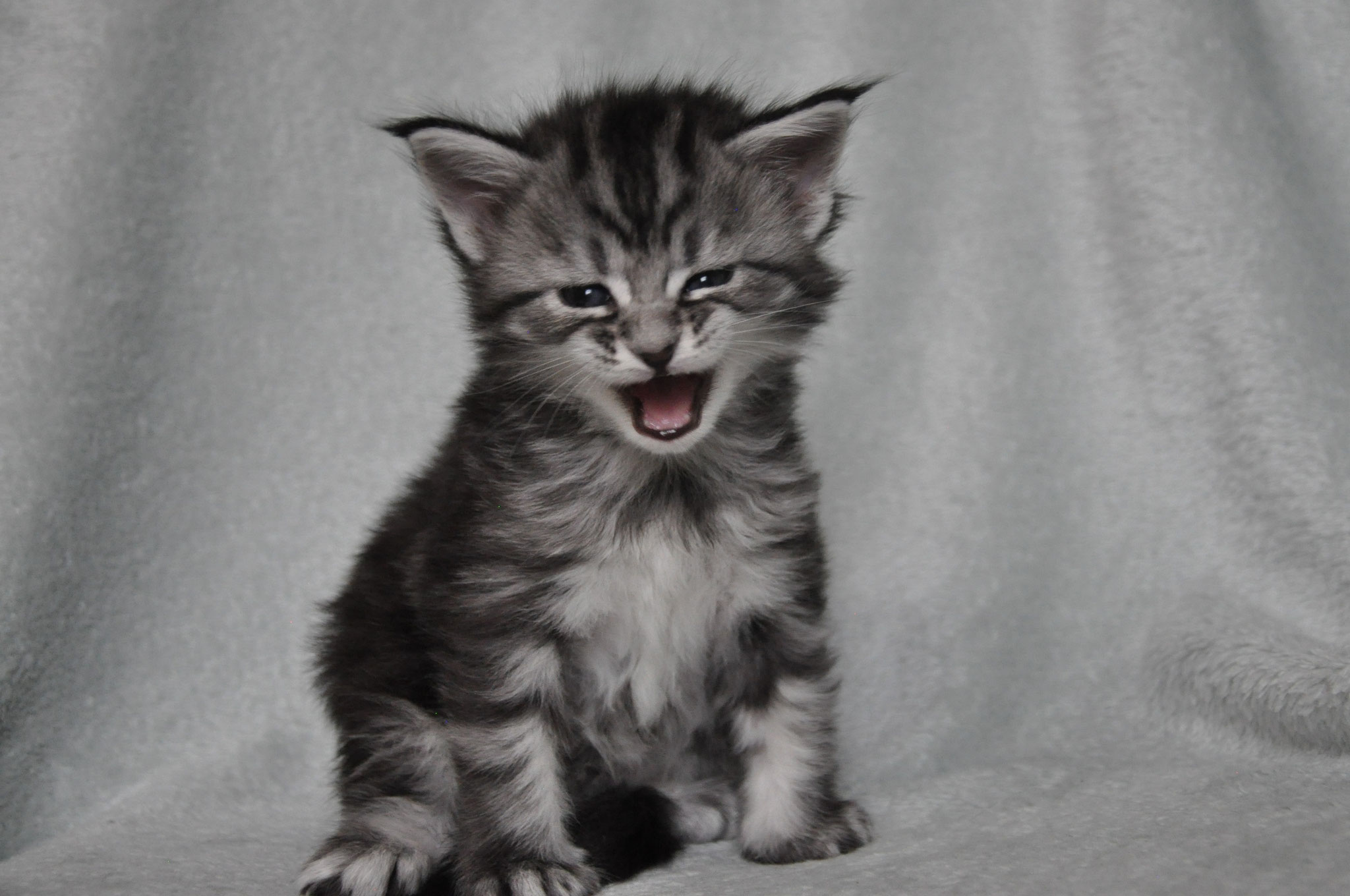A kitten is sitting on the ground and looking at the camera.