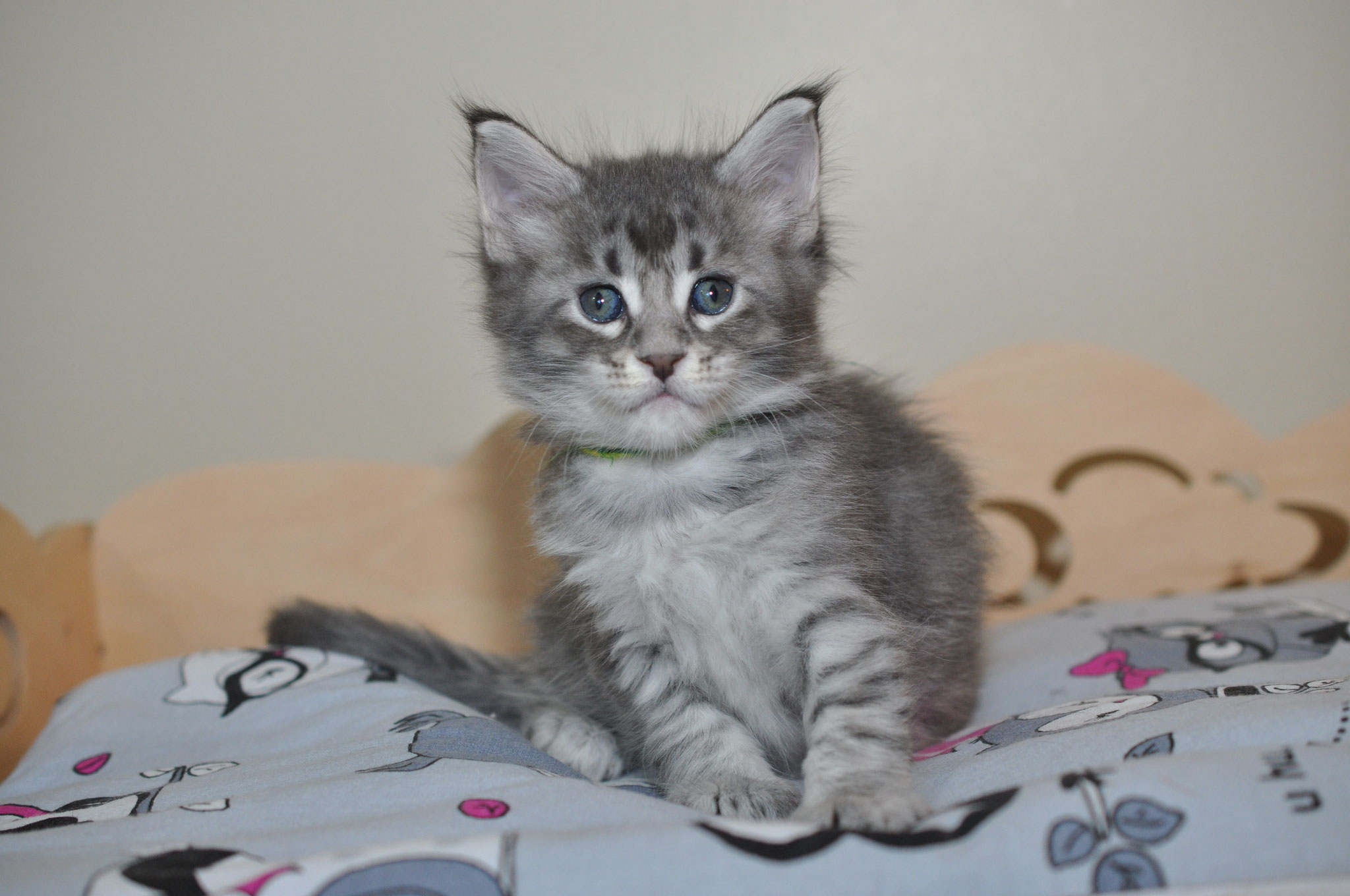 A cat sitting on top of a blanket.