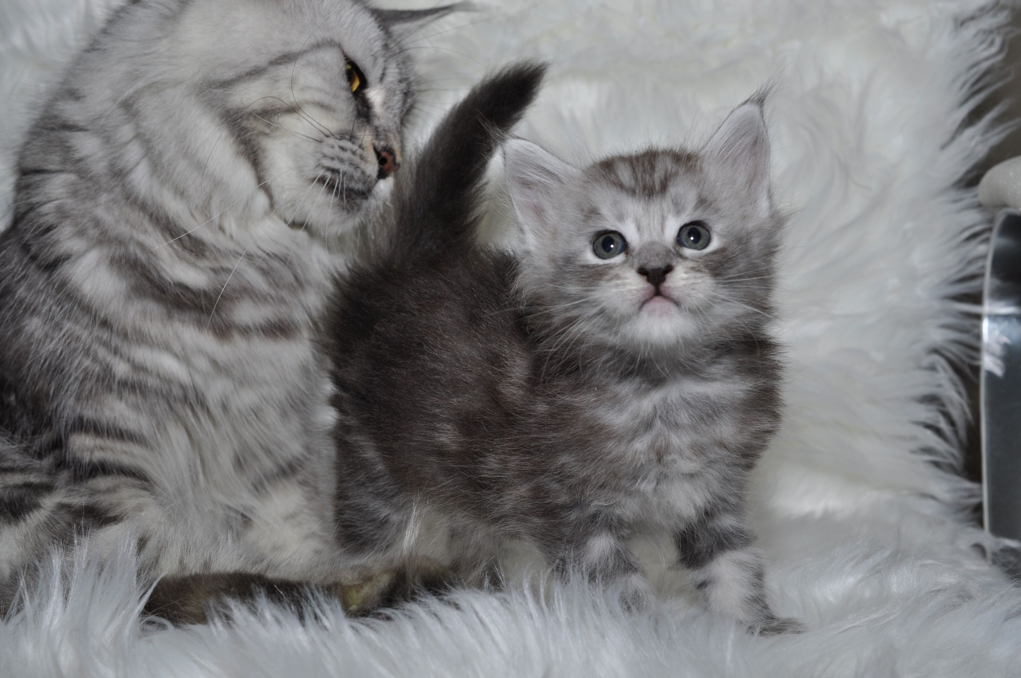 A cat and its kitten are standing on the fur.