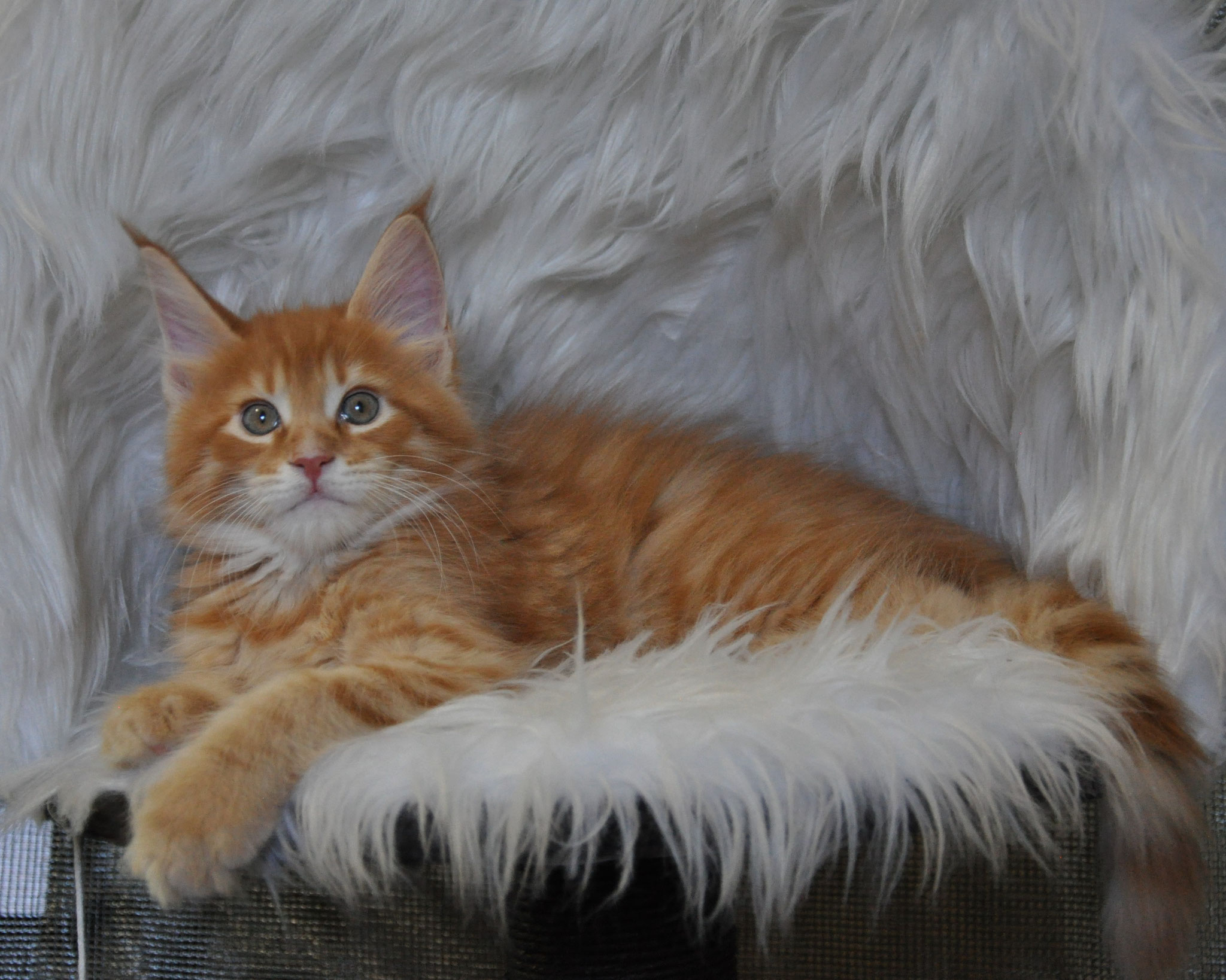 A cat laying on top of a white fur rug.