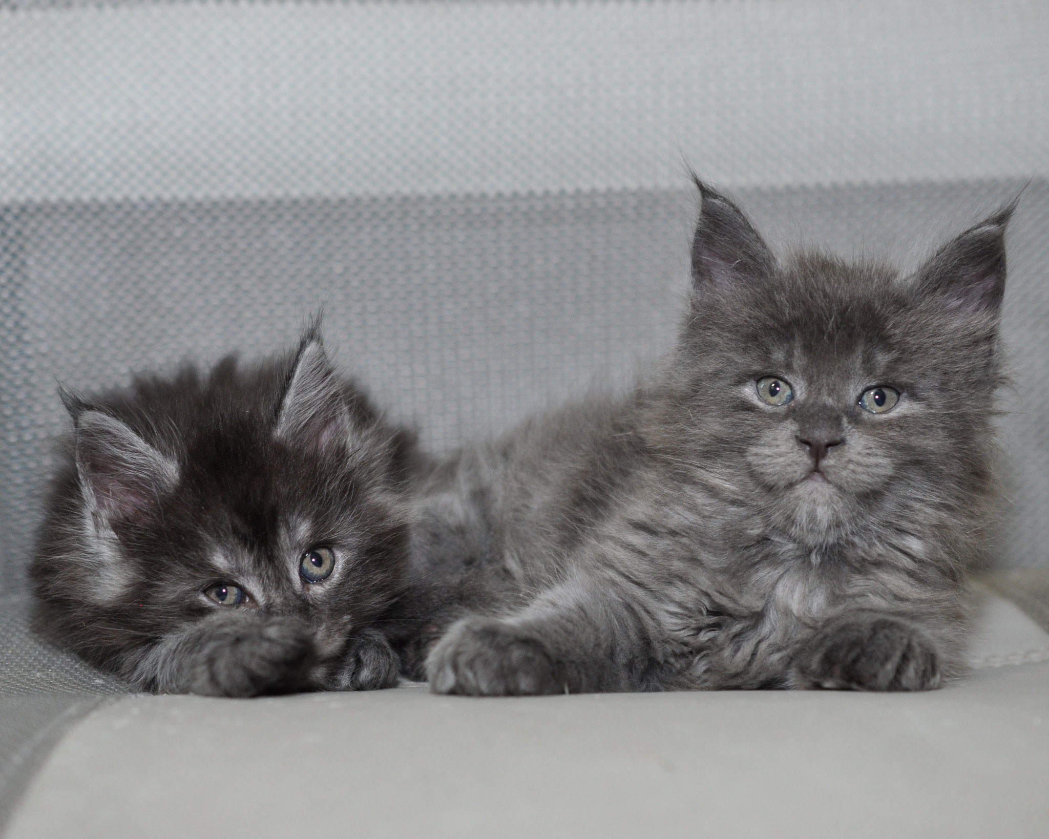 Two kittens are laying on the floor together.