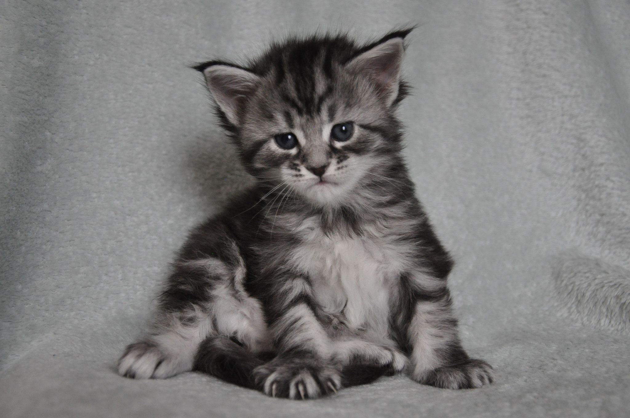 A kitten sitting on top of a blanket.