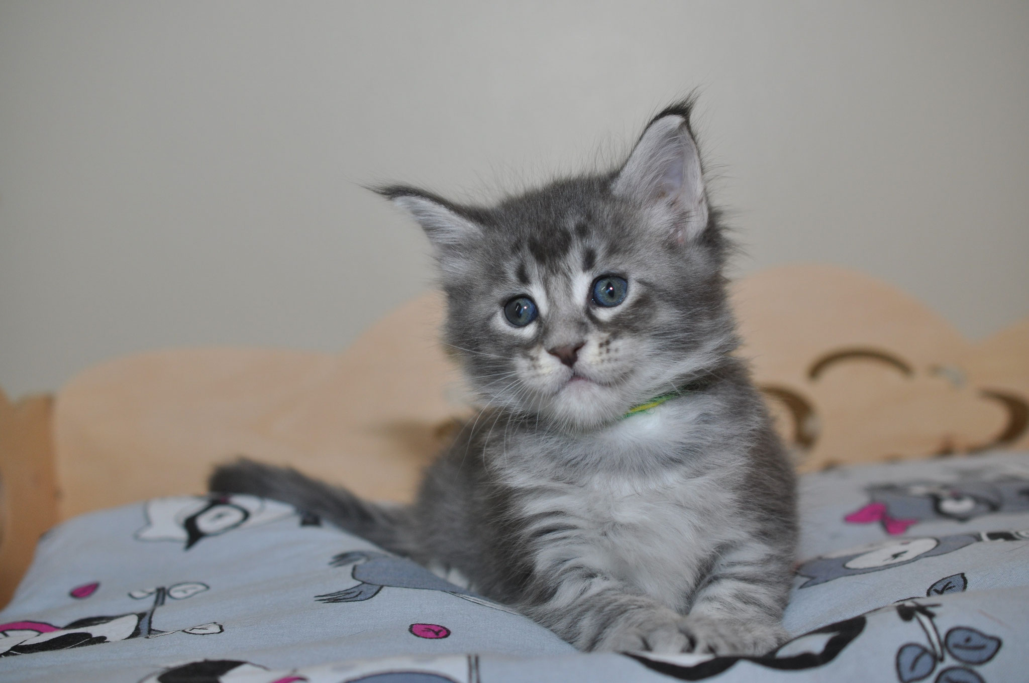 A cat sitting on top of a blanket.