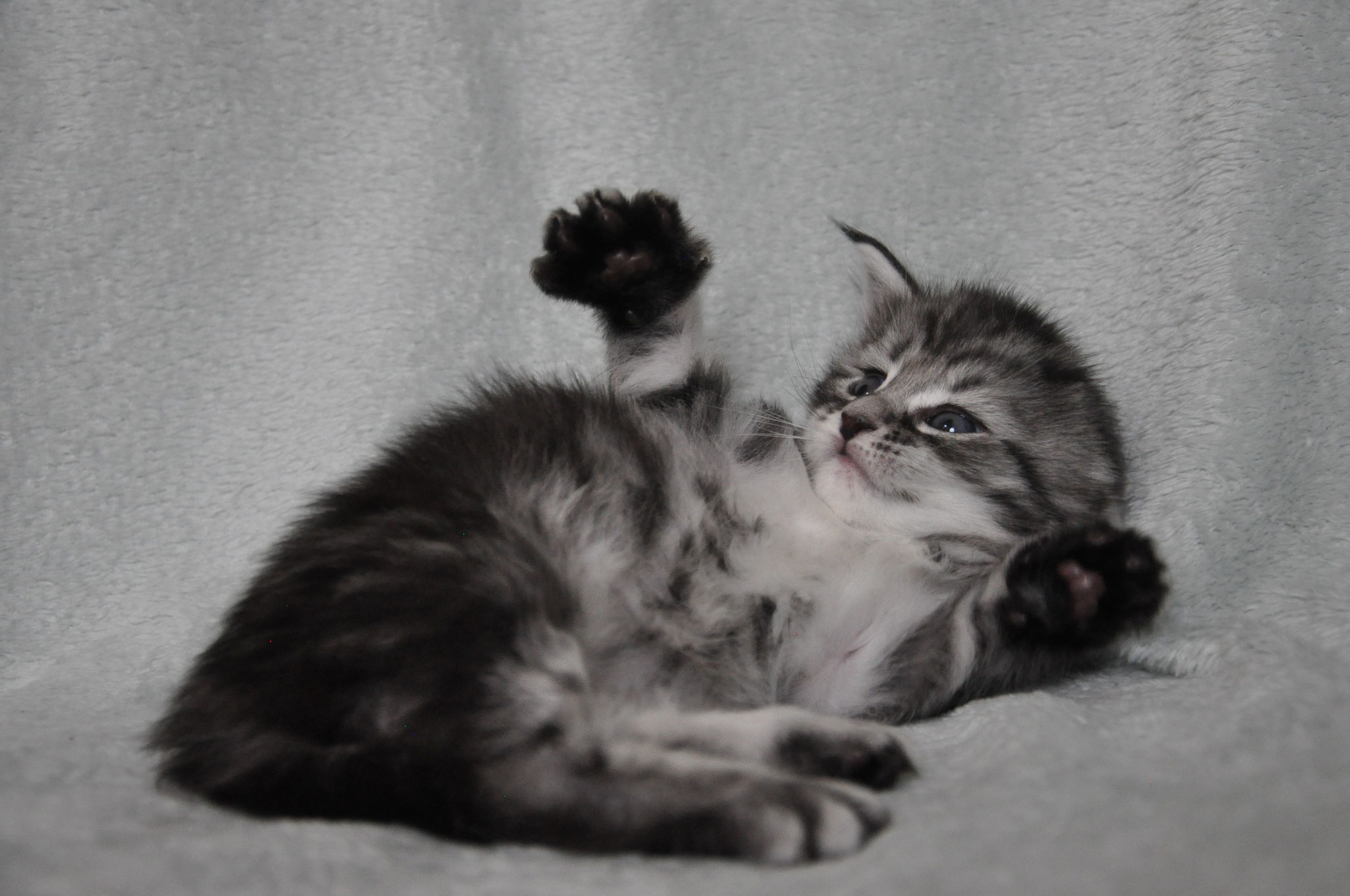 A kitten is laying on its back and stretching.