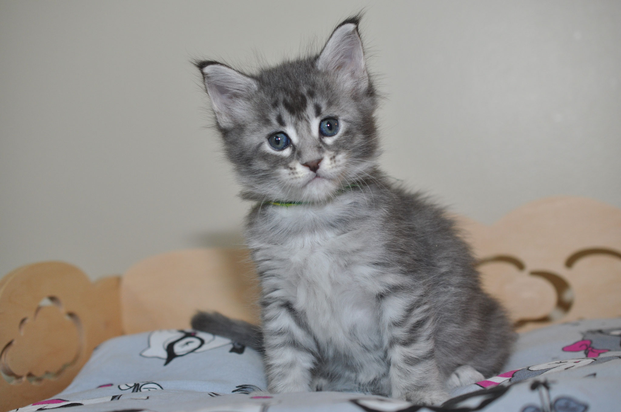 A gray kitten sitting on top of a blanket.
