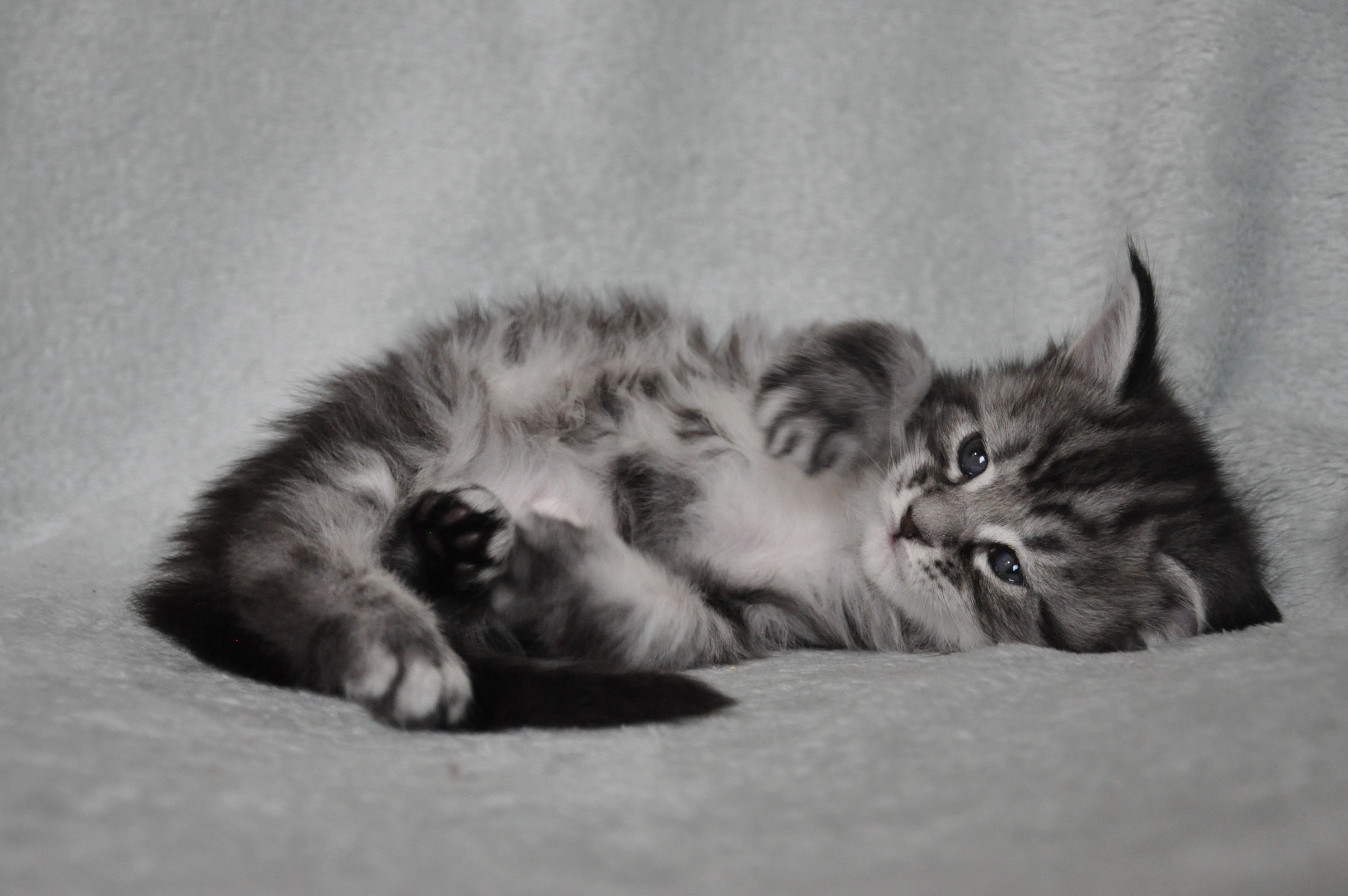 A cat is laying on its back and stretching.