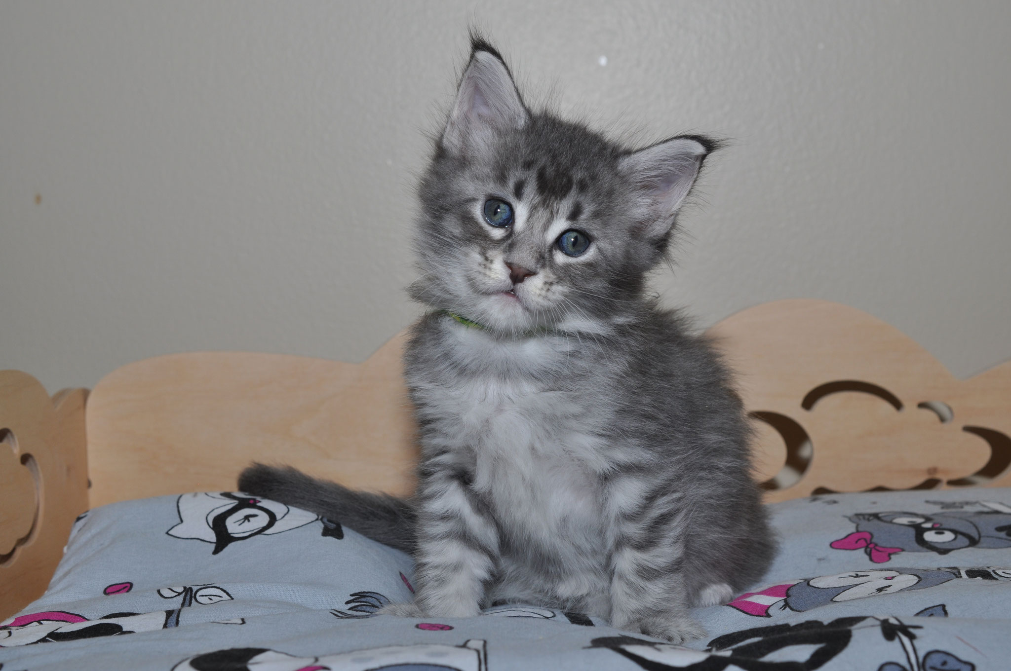 A gray kitten sitting on top of a bed.