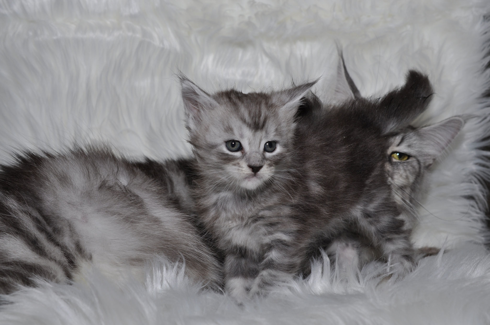 Two kittens are laying on a blanket.