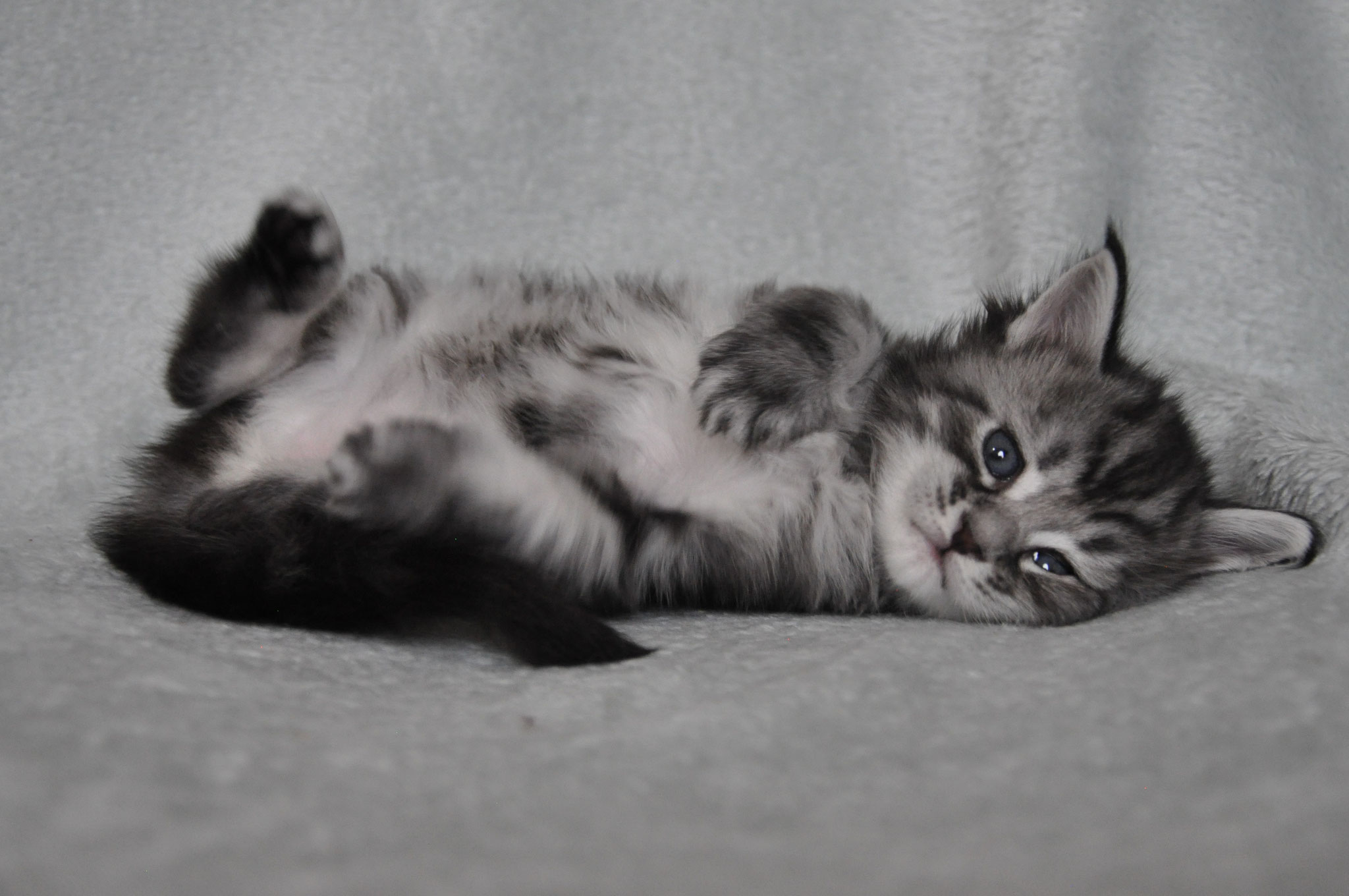 A cat is laying on its back and rolling around.