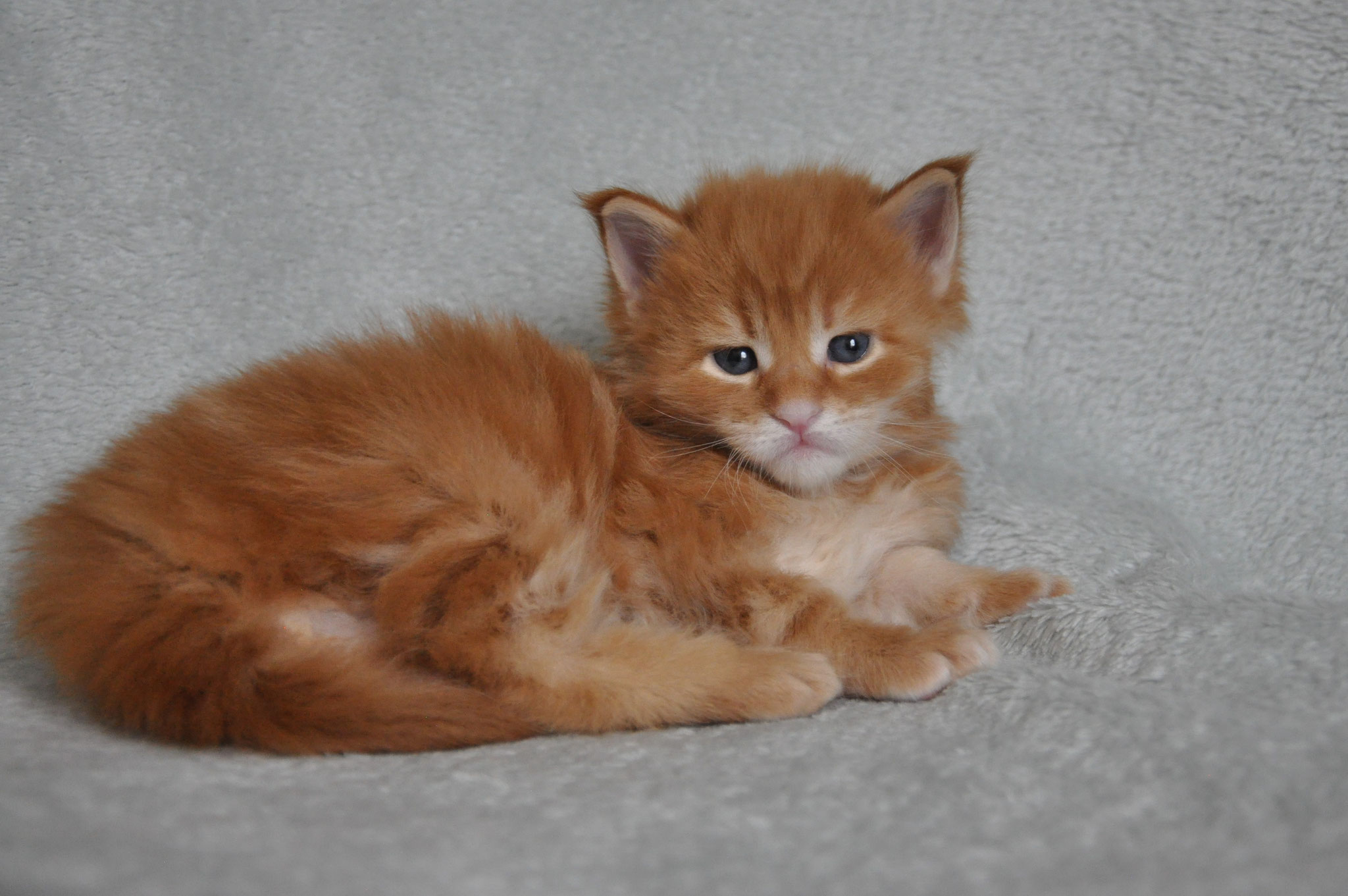 A cat that is laying down on the ground.