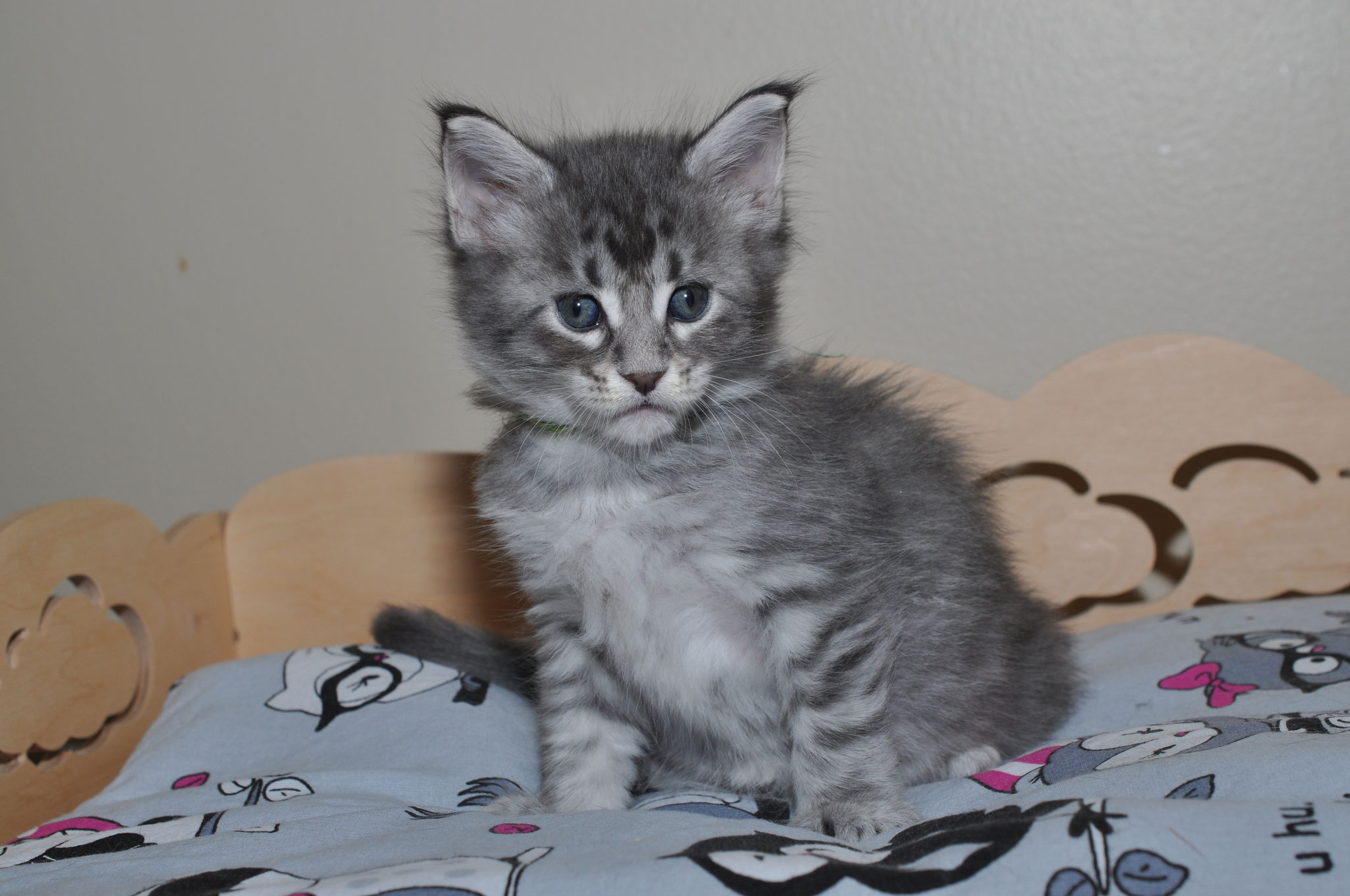 A gray kitten sitting on top of a bed.