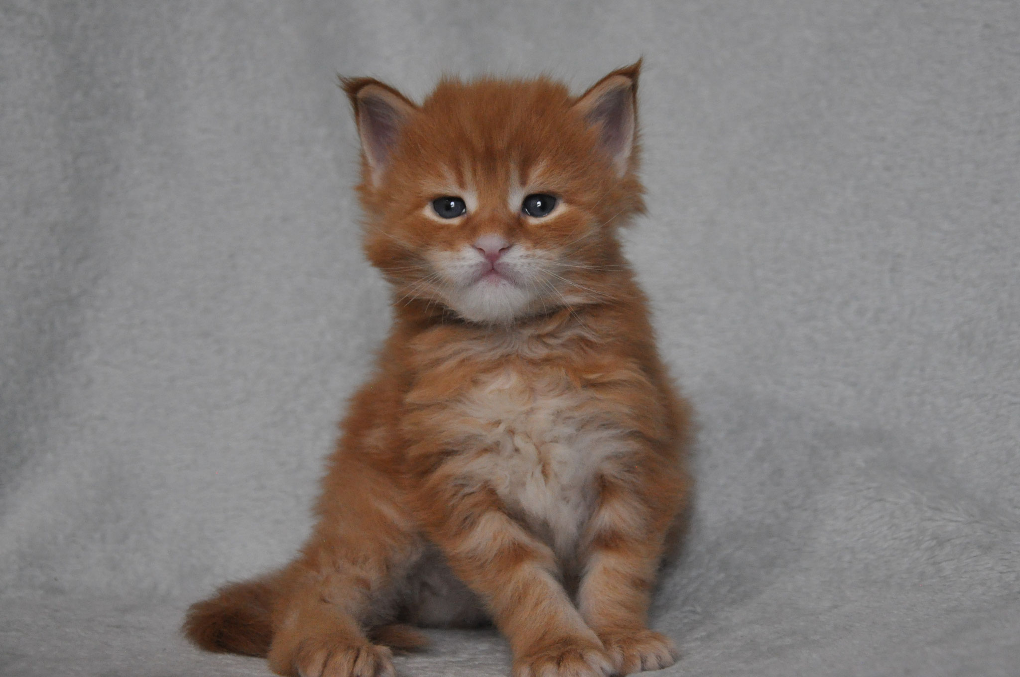 A small orange kitten sitting on top of a blanket.