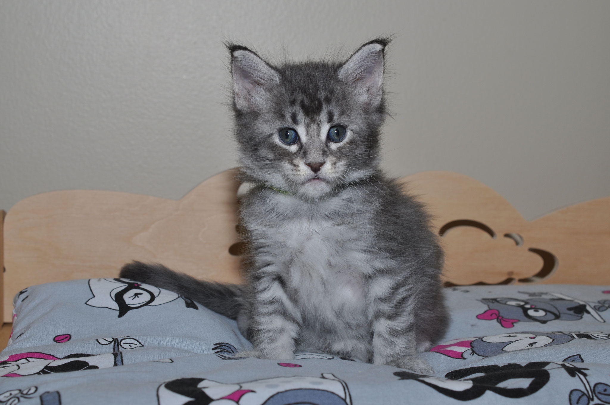 A kitten sitting on top of a bed.