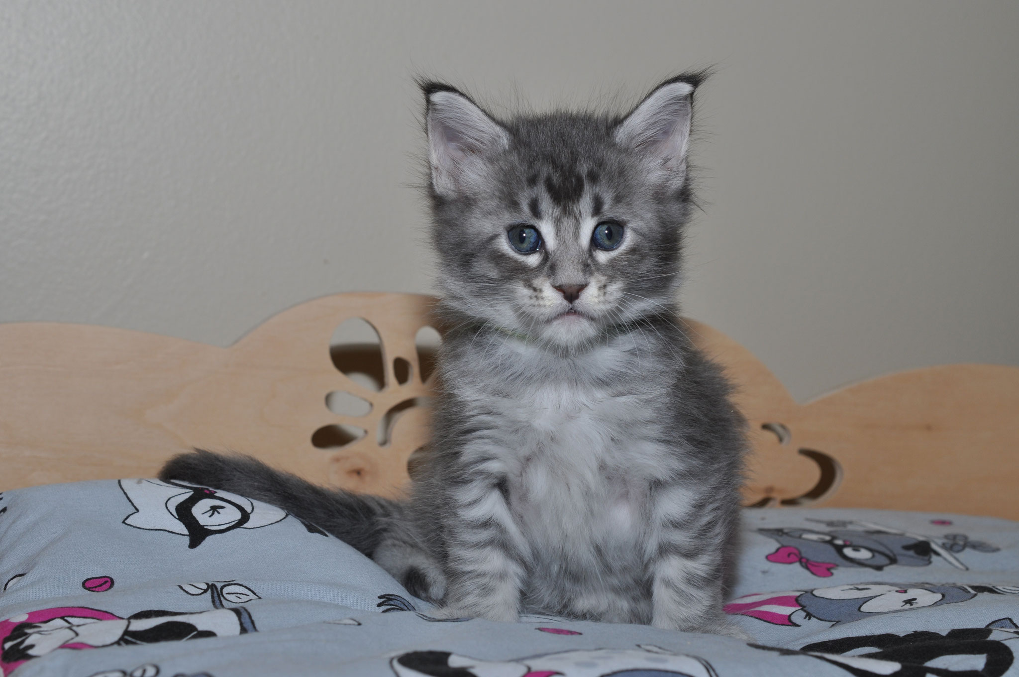 A gray kitten sitting on top of a bed.