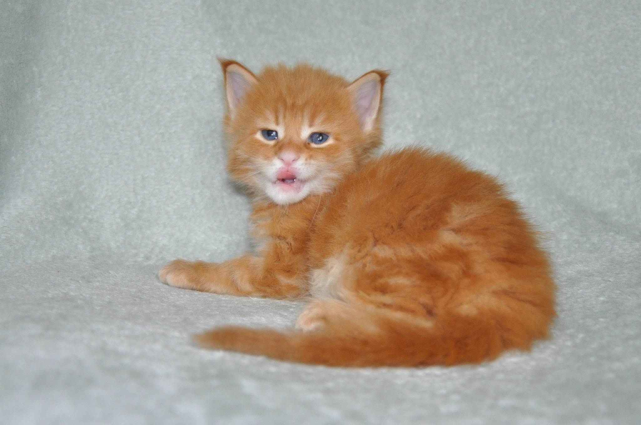 A cat sitting on top of the ground.