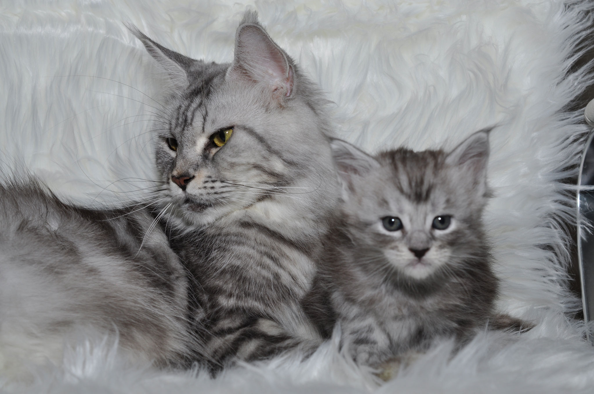 A cat and kitten laying on top of a blanket.