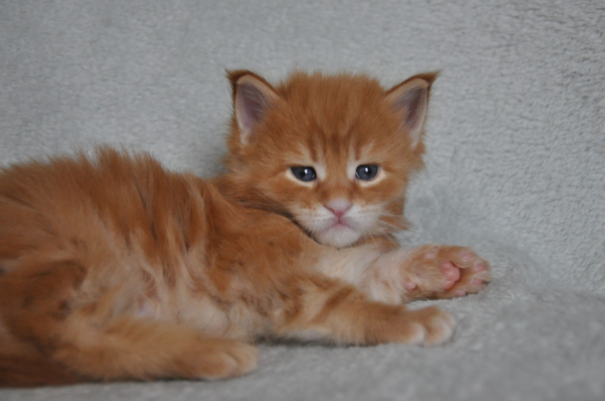 A cat is laying on the floor and looking at the camera.