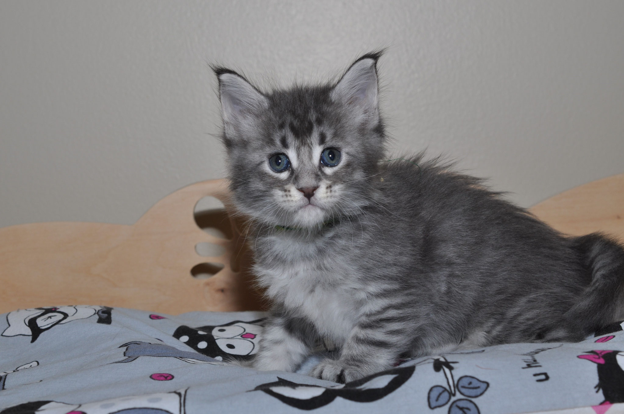 A fluffy kitten sitting on top of a bed.