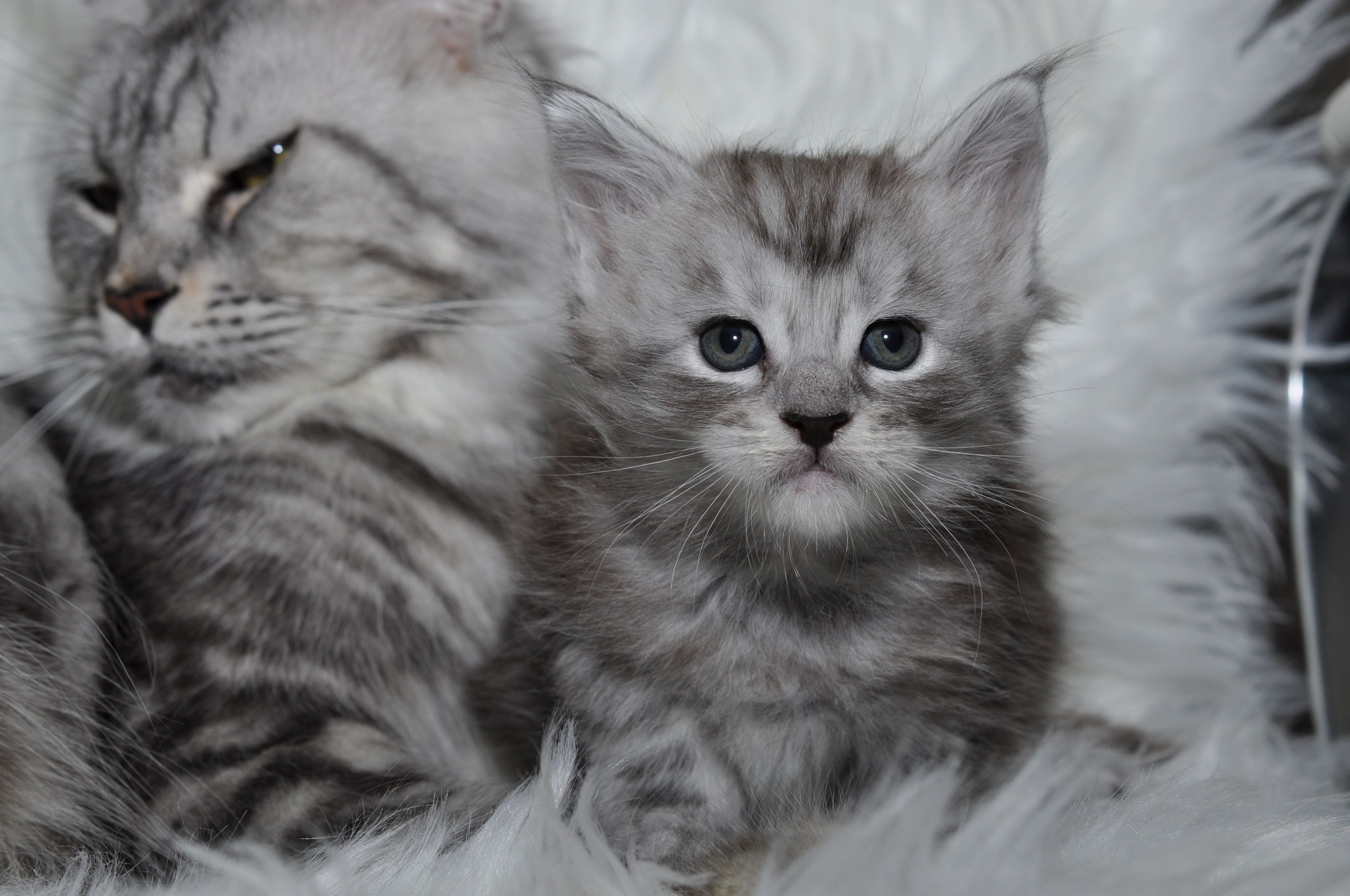 A gray kitten laying on top of a white blanket.