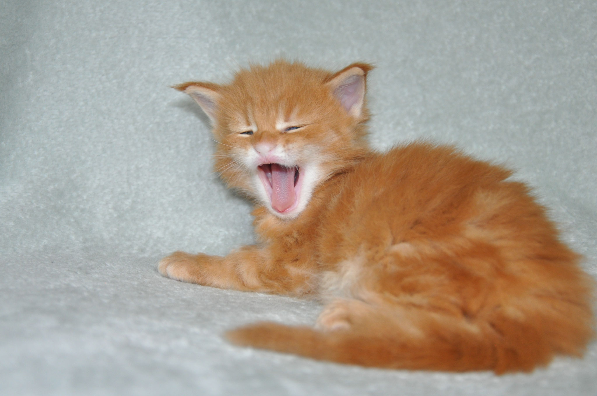 A cat is laying on the bed and yawns.