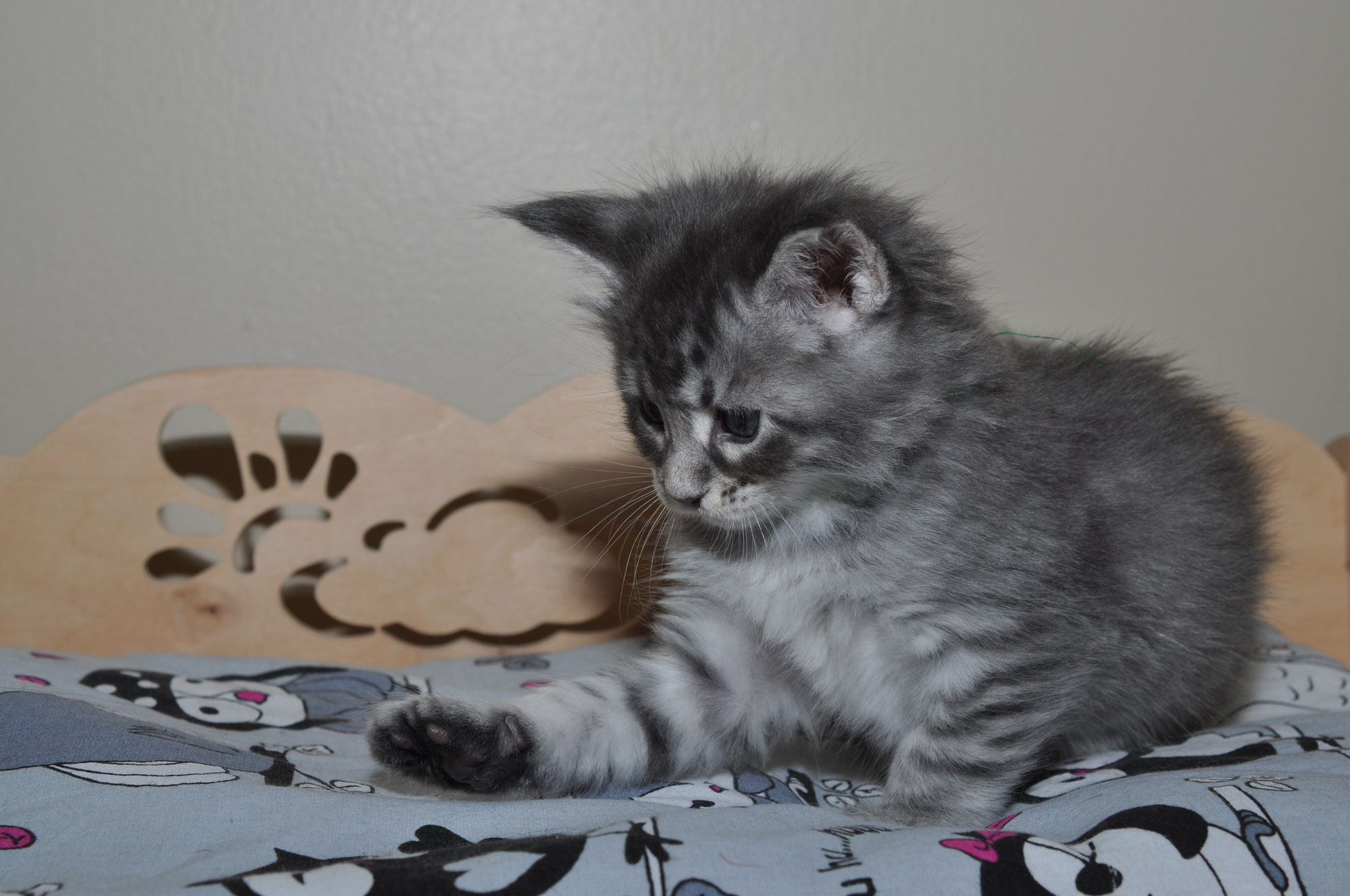 A kitten is sitting on the bed looking at something.