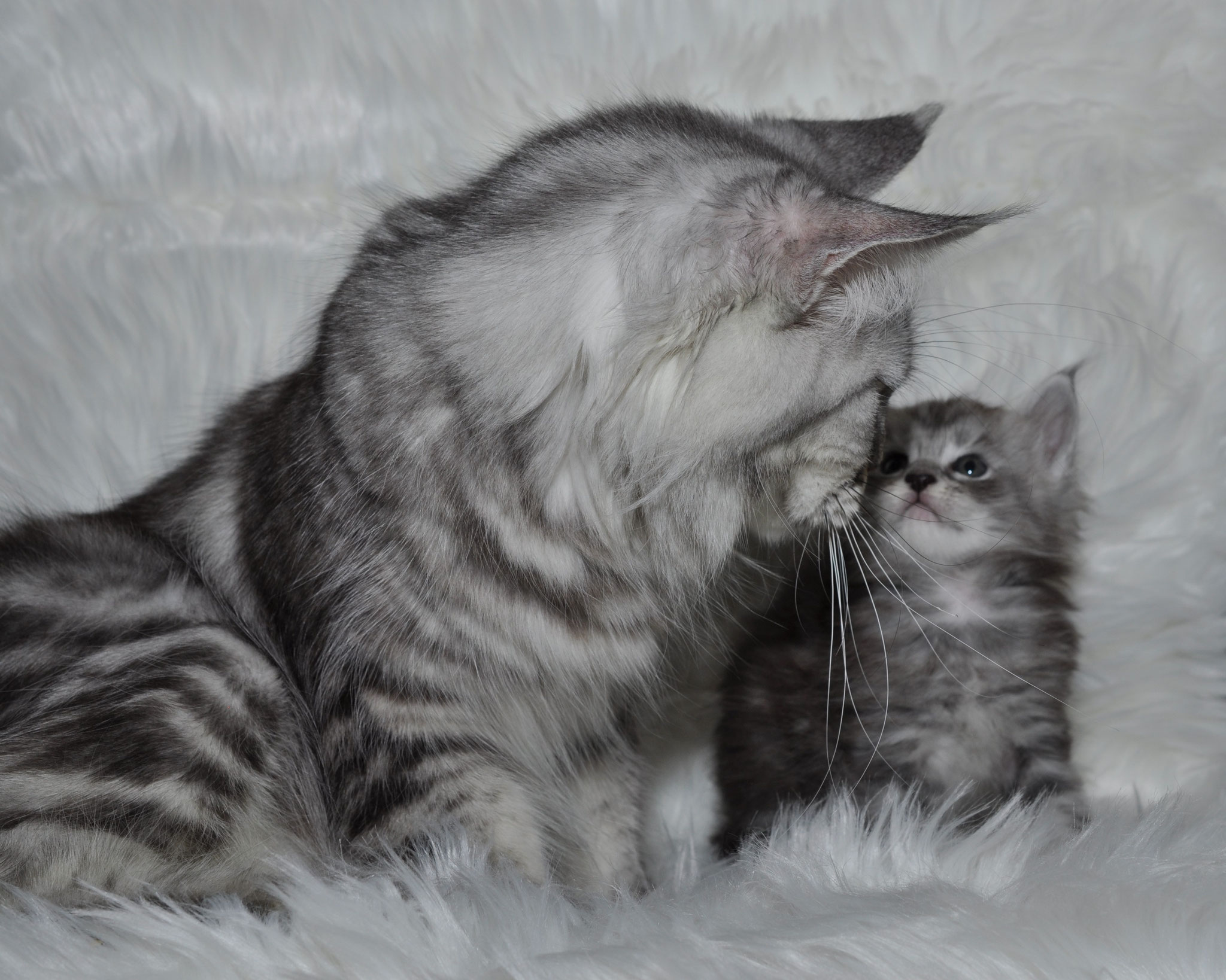 A cat and kitten are sitting on the bed.