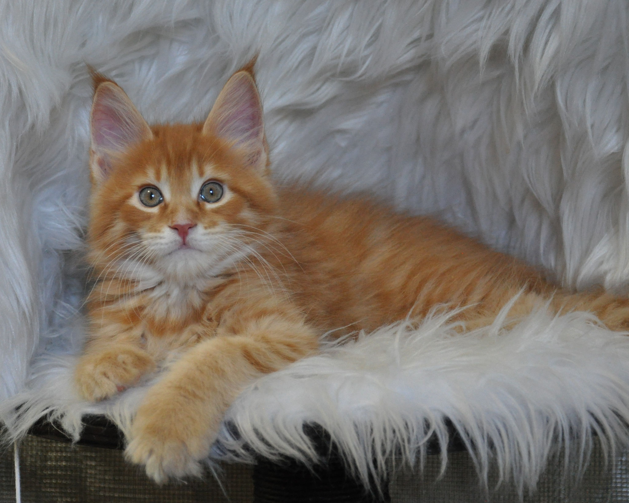 A cat laying on top of a white fur rug.