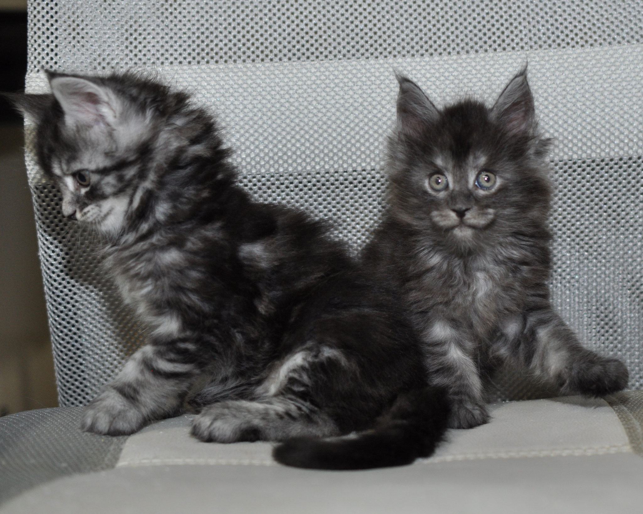 Two kittens sitting on a chair in front of a wall.