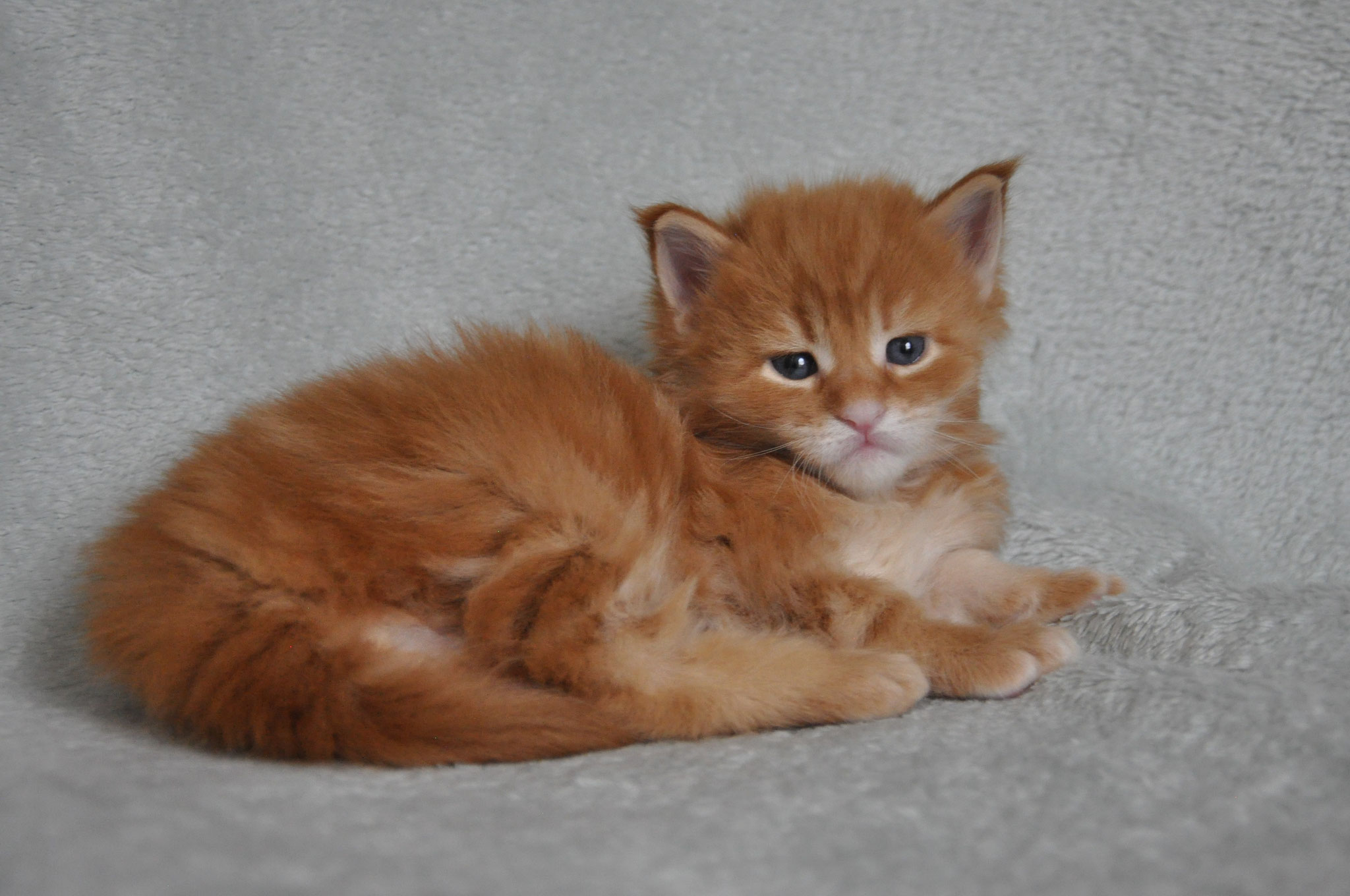 A cat that is laying down on the ground.