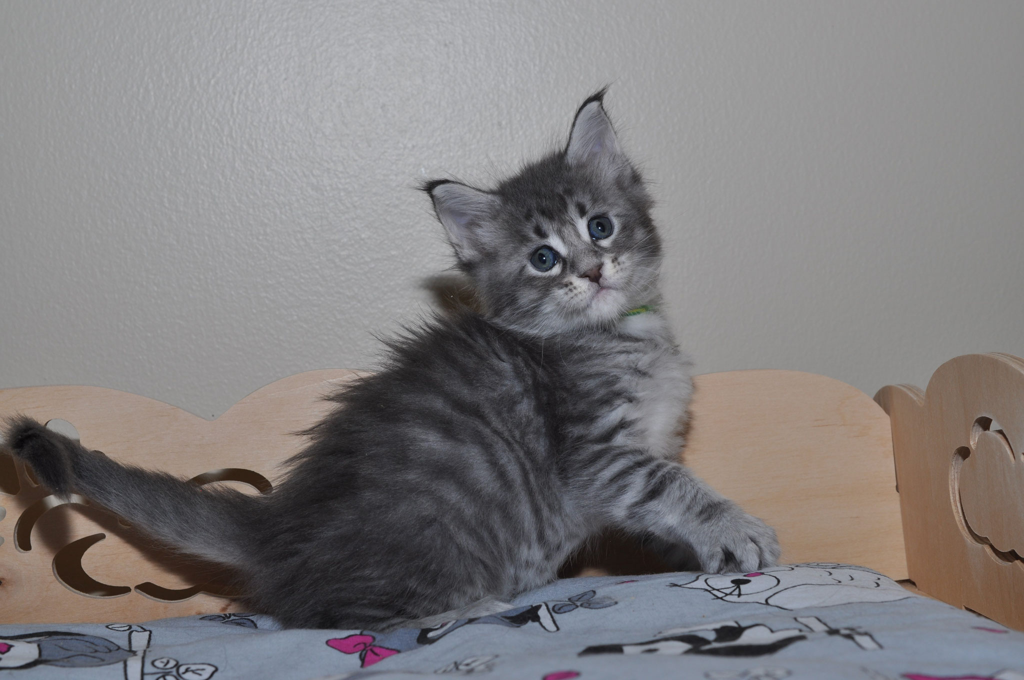 A cat sitting on top of a bed next to some lights.