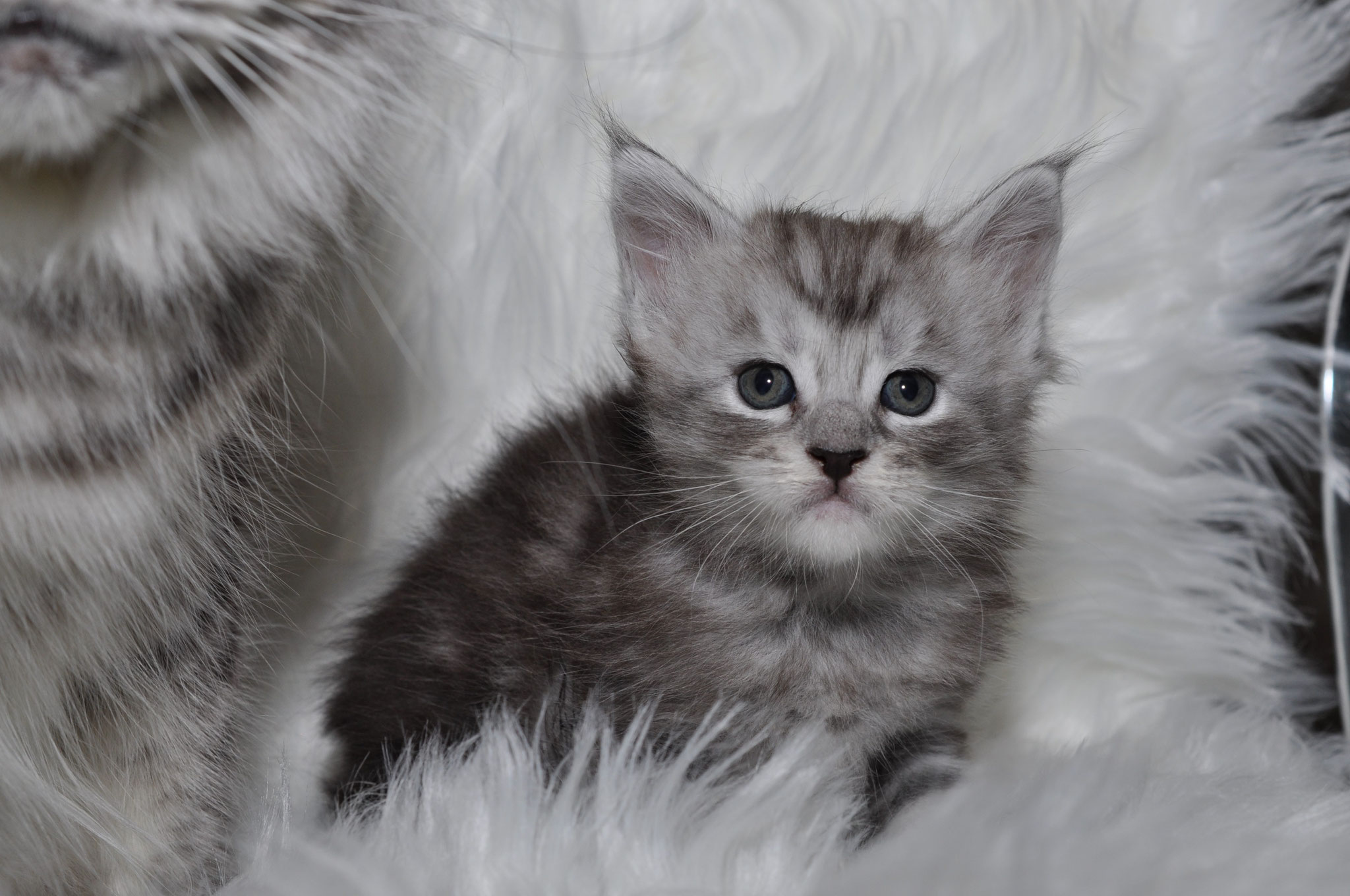 A gray kitten sitting on top of white fur.