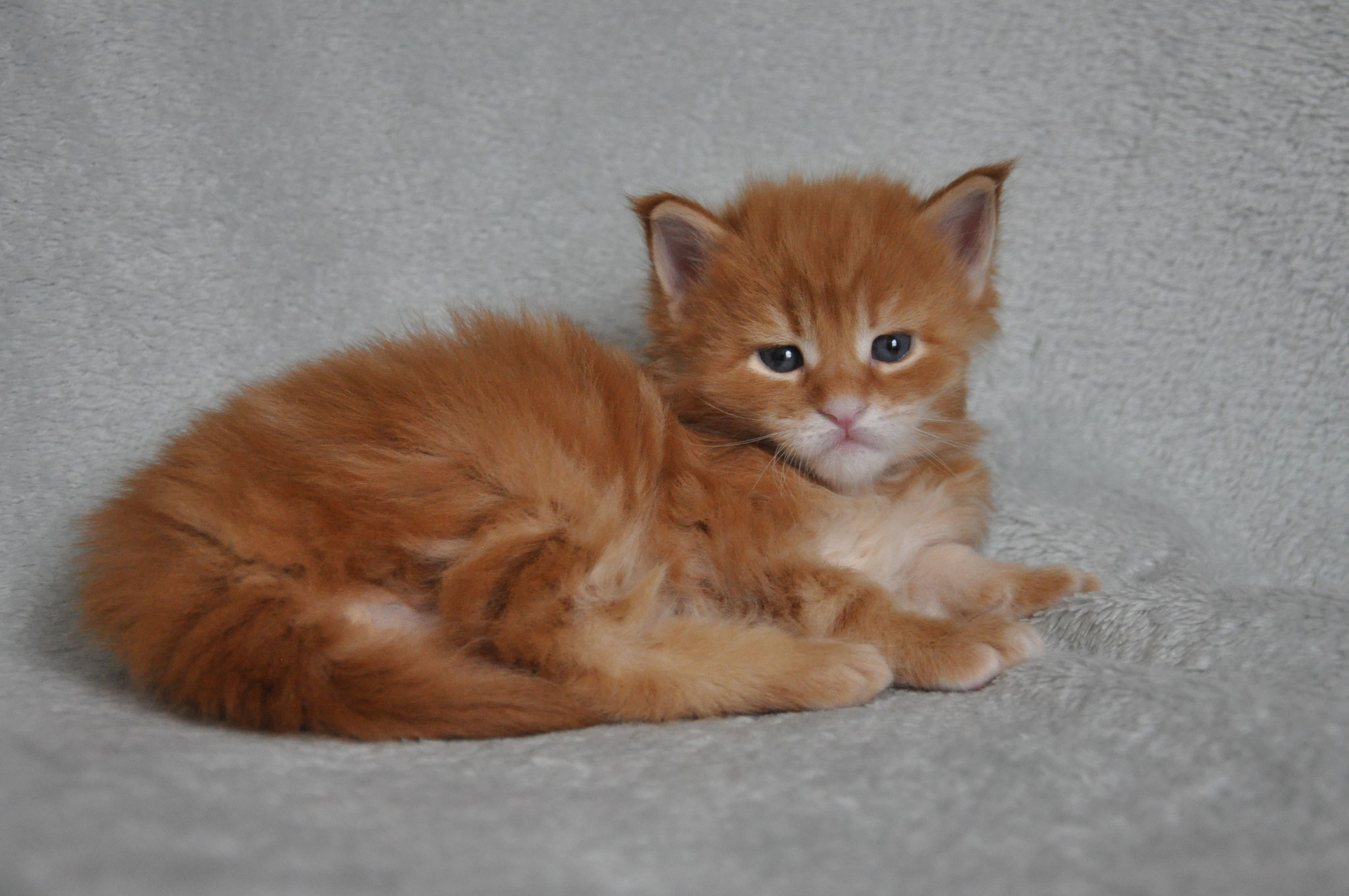 A cat that is laying down on the ground.