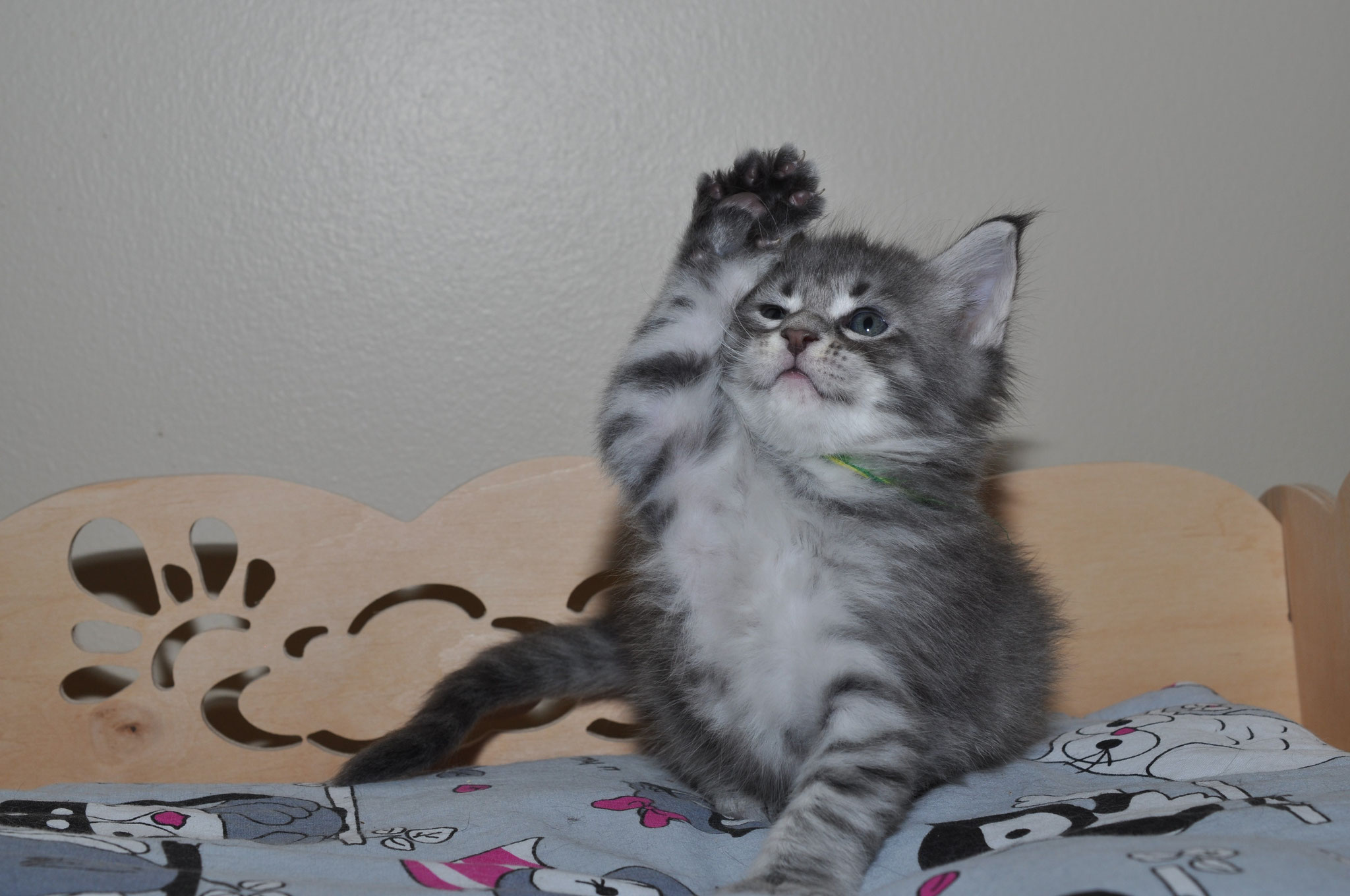 A cat is standing on its hind legs.