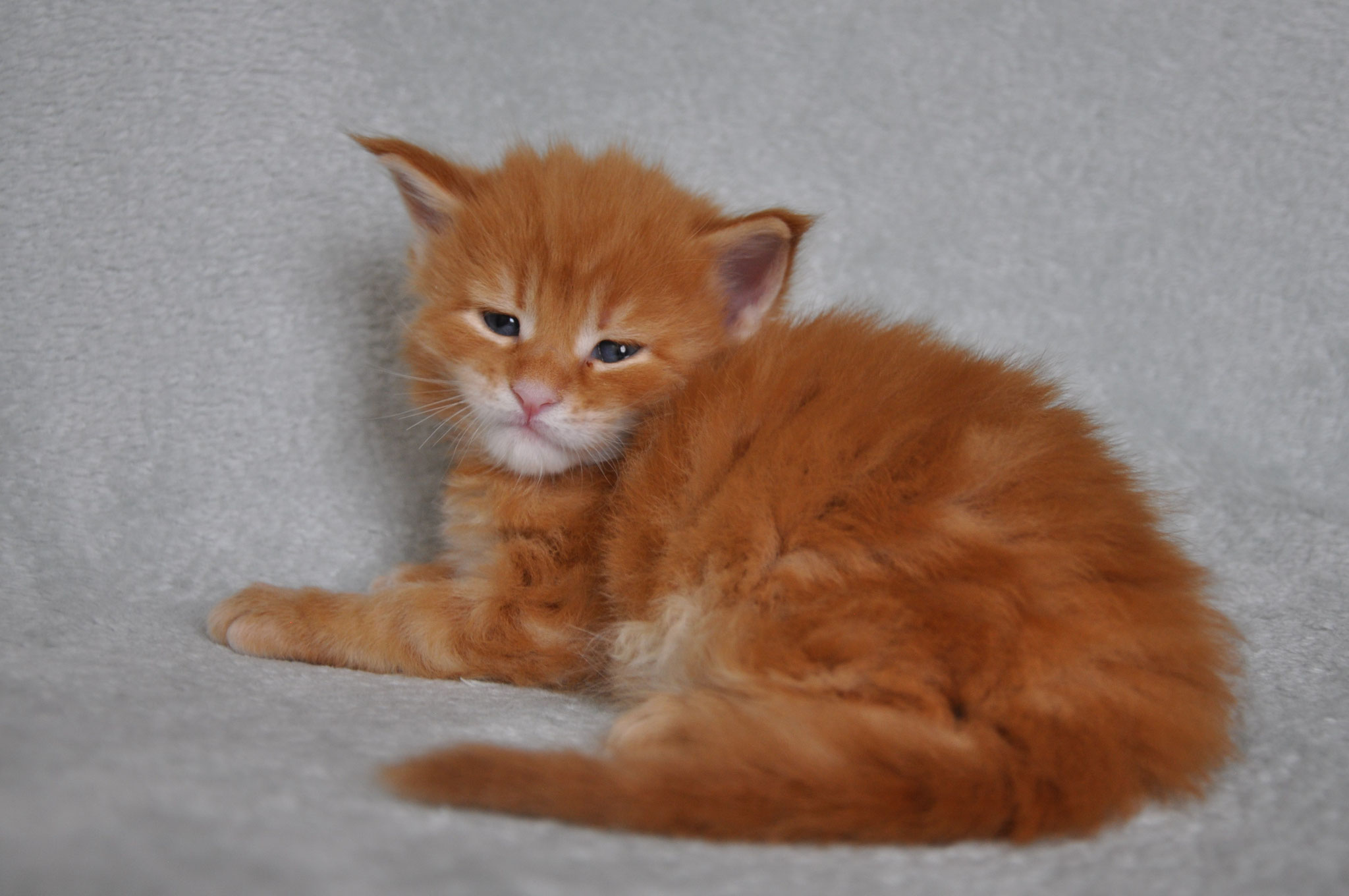A cat that is sitting on the ground.