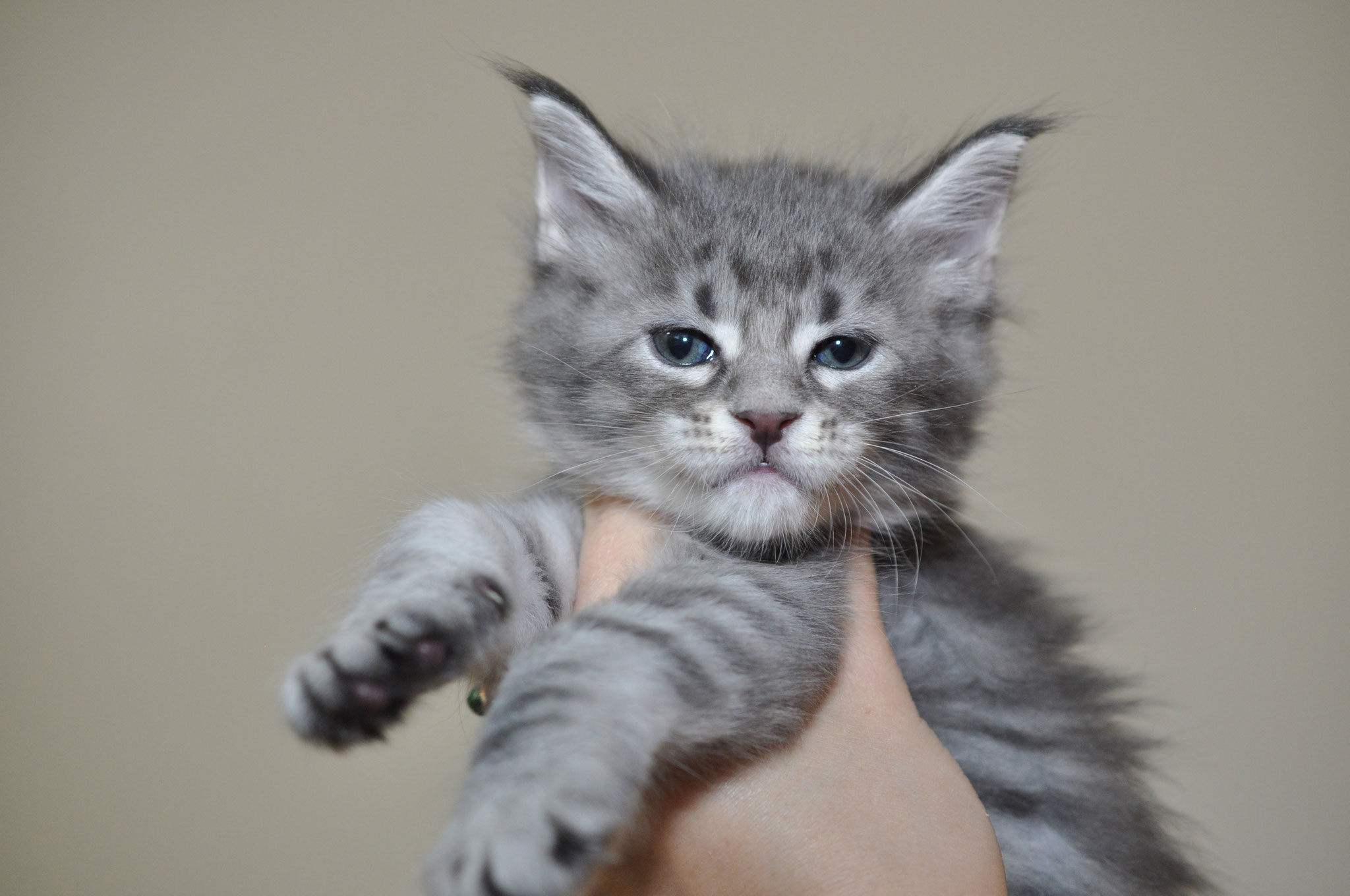 A cat is standing up and looking at the camera.
