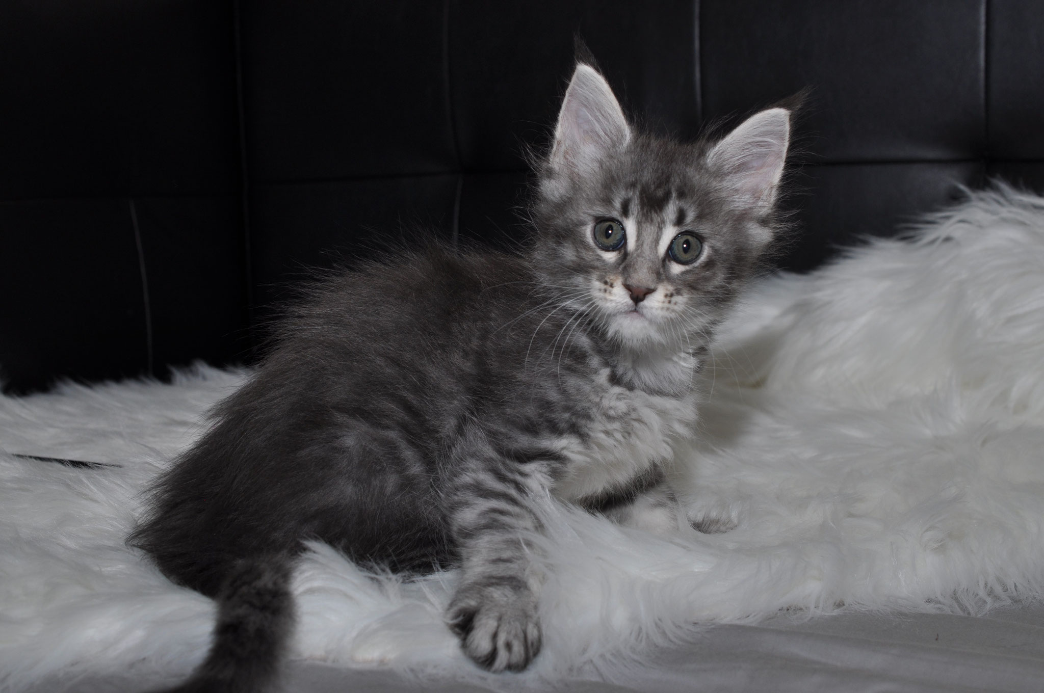 A cat that is laying down on some white fur
