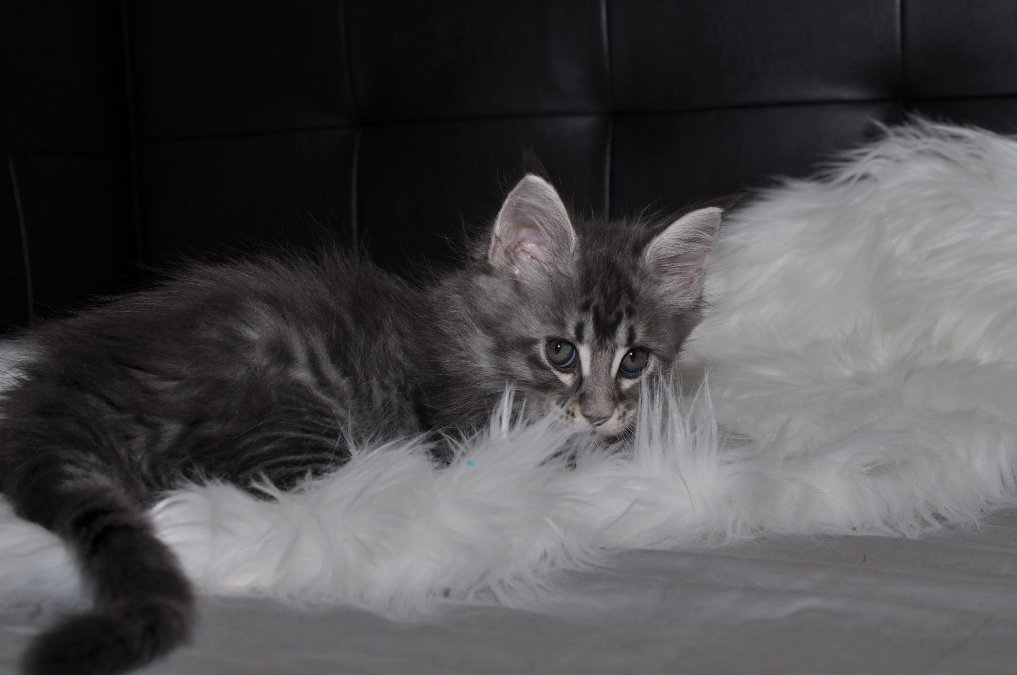 A cat laying on top of some feathers